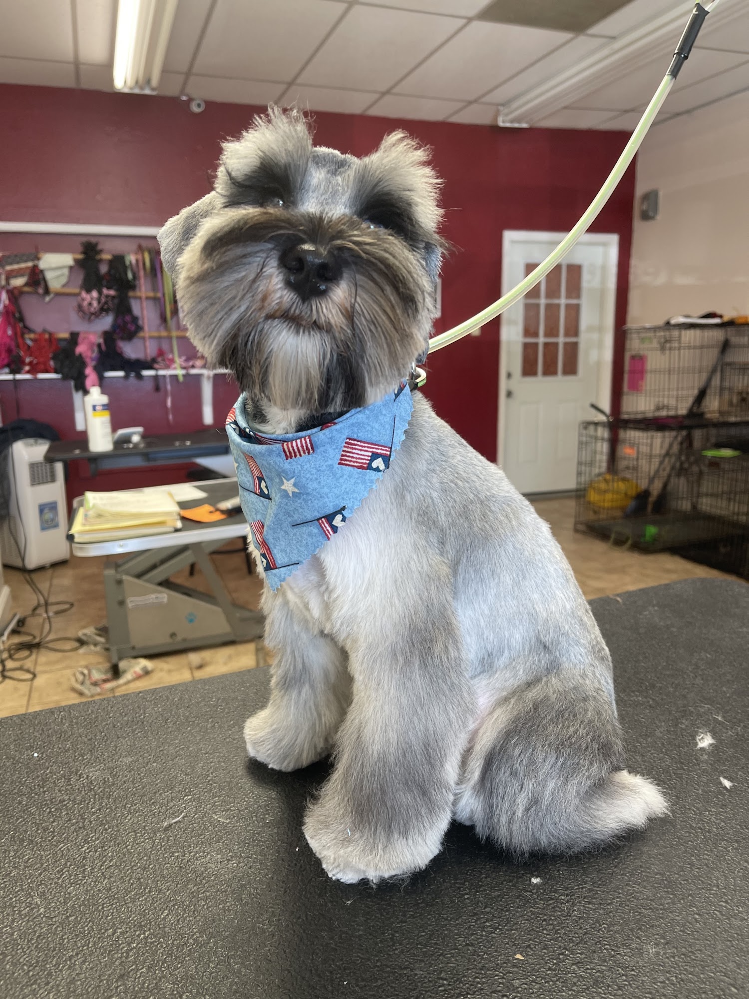 Superior Pet Grooming Sacramento