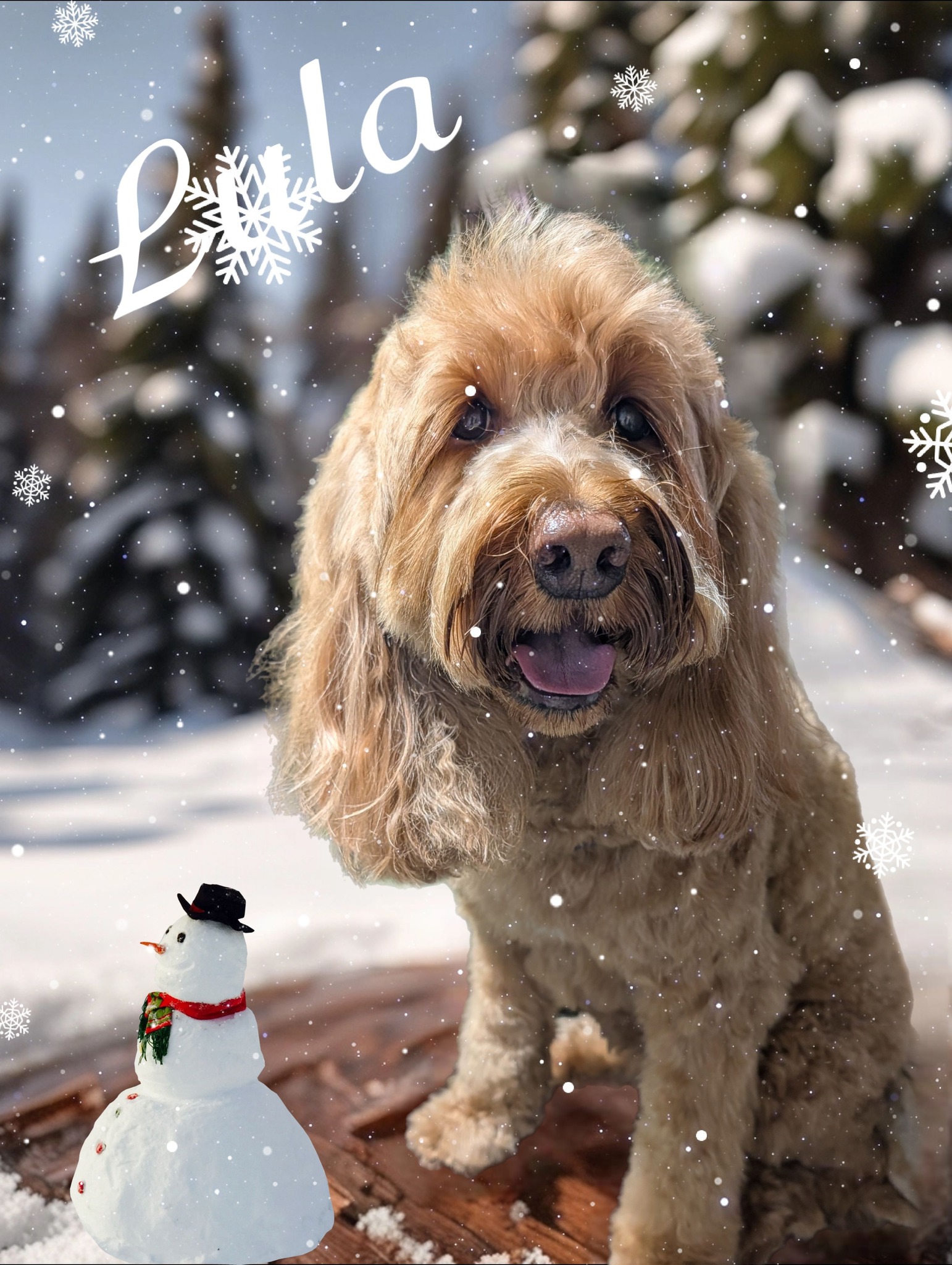 Charlene's Dog Spa Sacramento