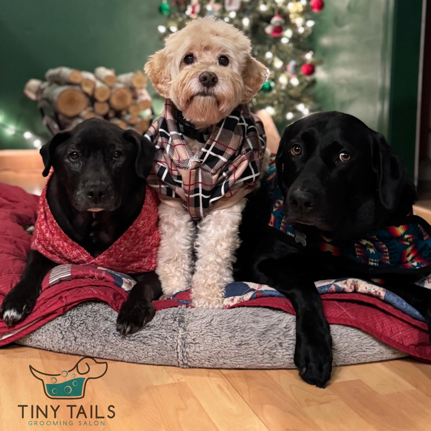 Tiny Tails Grooming Salon Sacramento