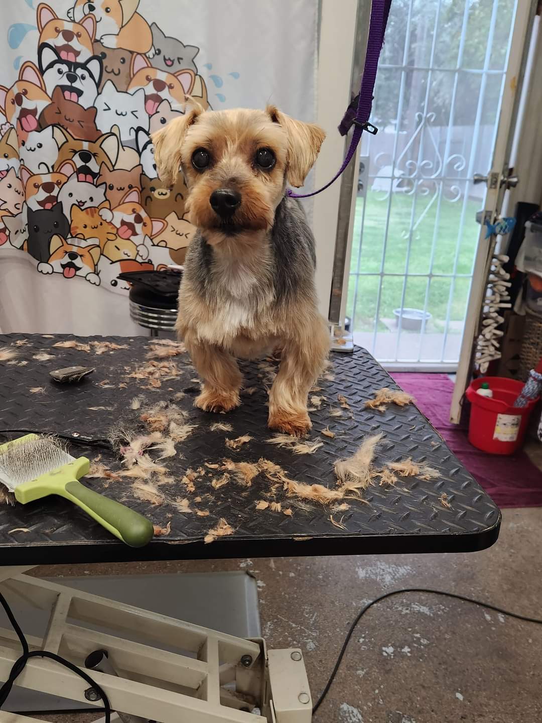 B Elegant Pet Services Sacramento