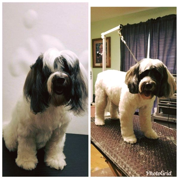 Rhonda Stanner Independent pet stylist Sacramento