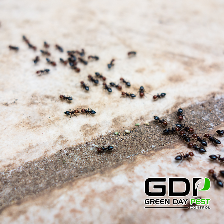 Green Day Pest Control 9935 Horn Rd A, Sacramento, CA 95827