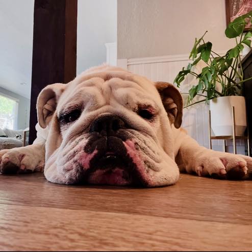 All Dog Training Sacramento