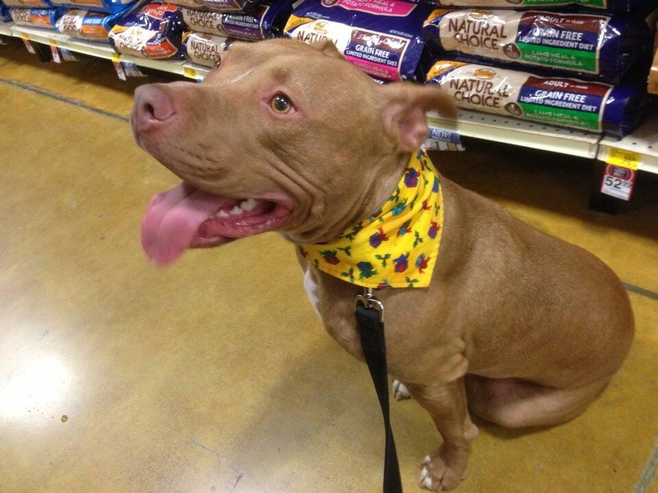 Cats About Town Society Sacramento