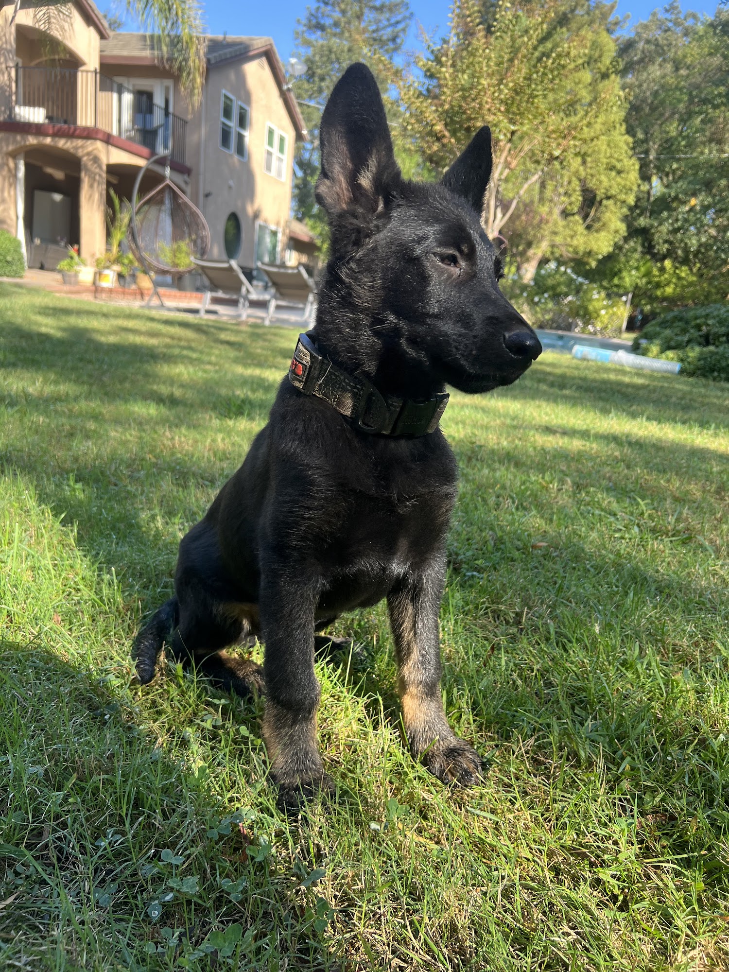 Velknerhaus German Shepherds Sacramento