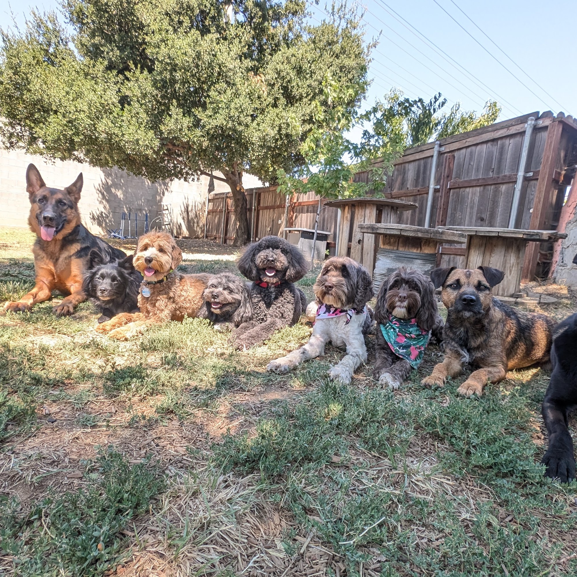 3D Dog Training Sac Sacramento