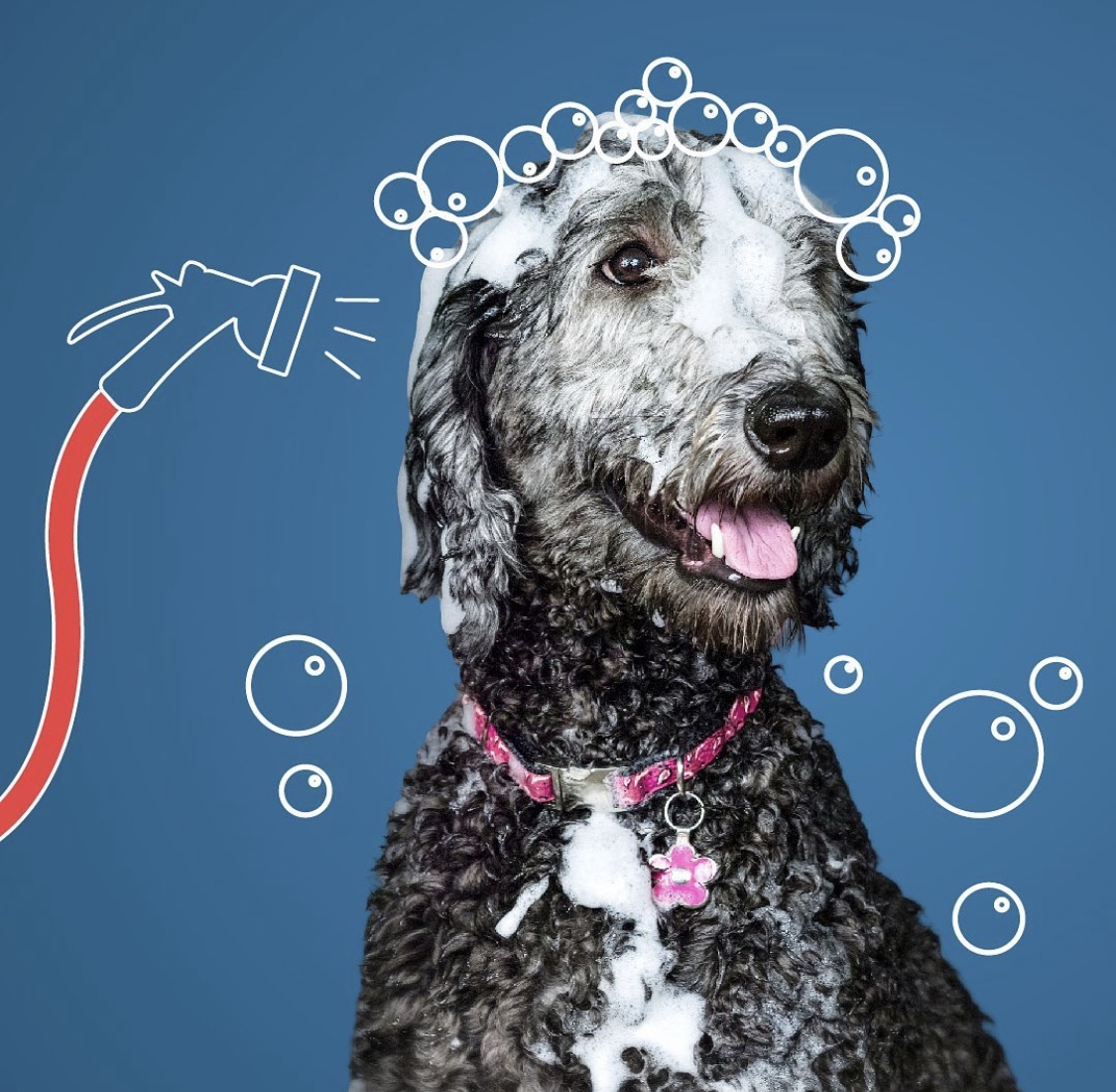 Self-Service Pet Wash at Pet Food Express Sacramento