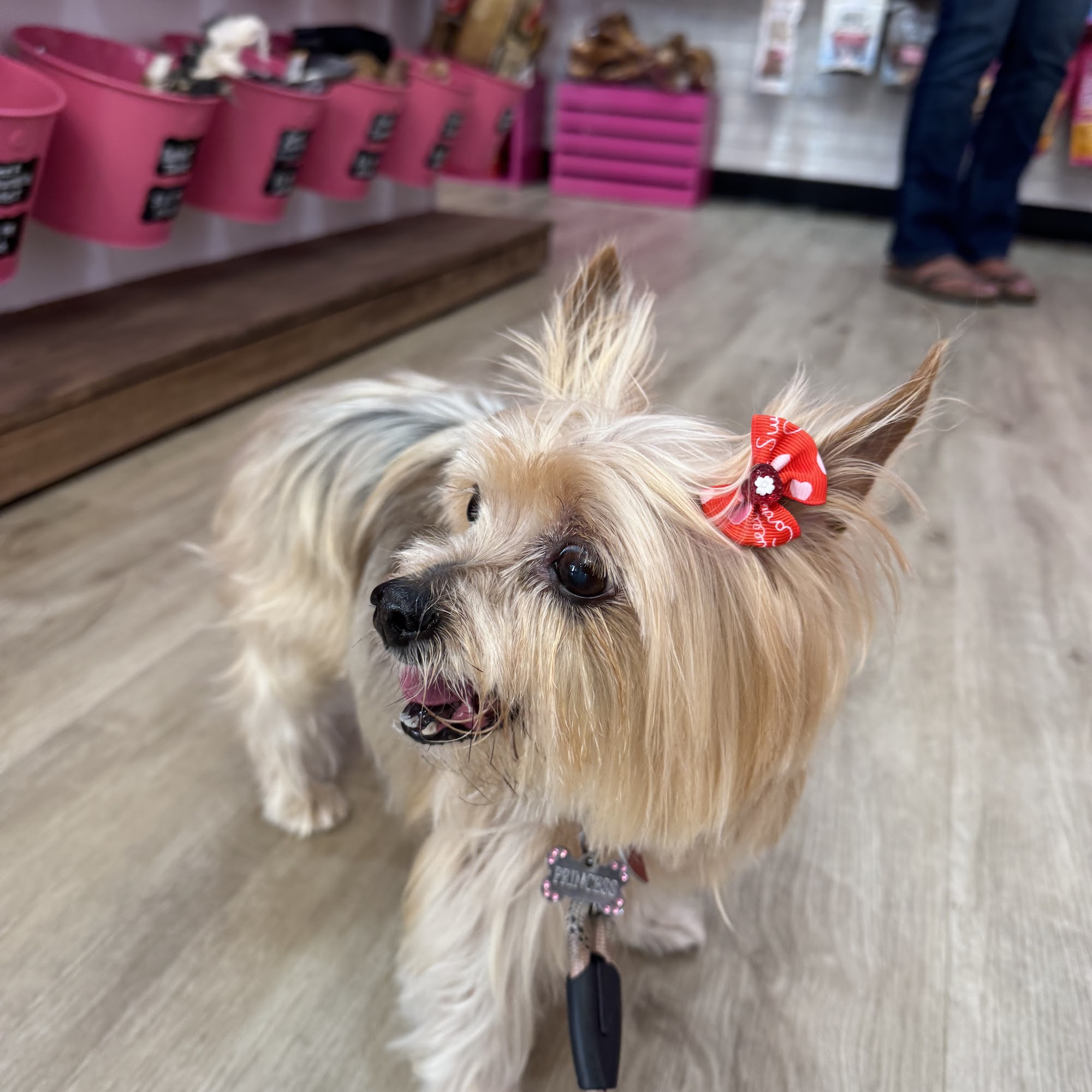 Woof Gang Bakery & Grooming Midtown Sac