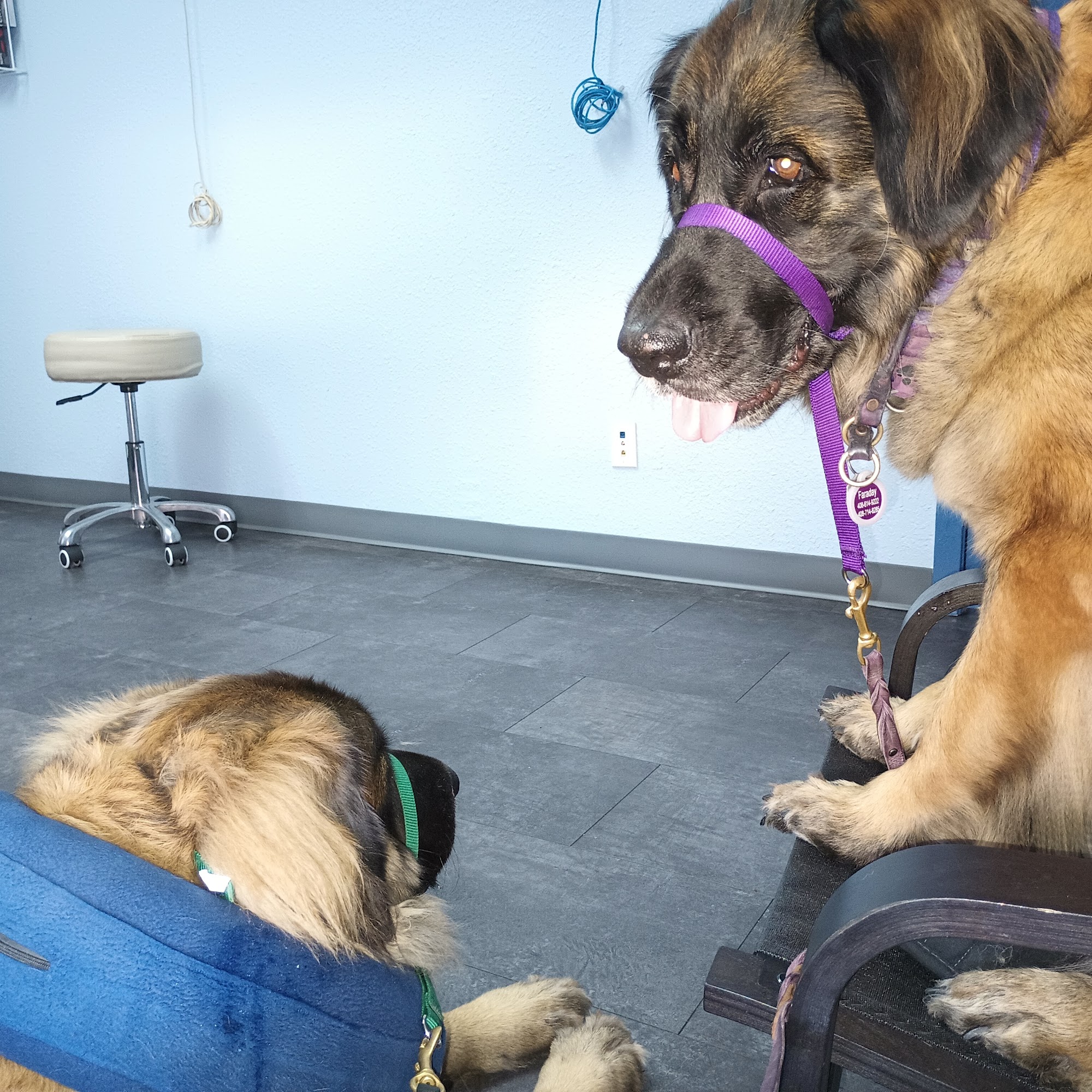 Kokopelli Veterinary Center 1420 Fulton Ave, Sacramento California 95825