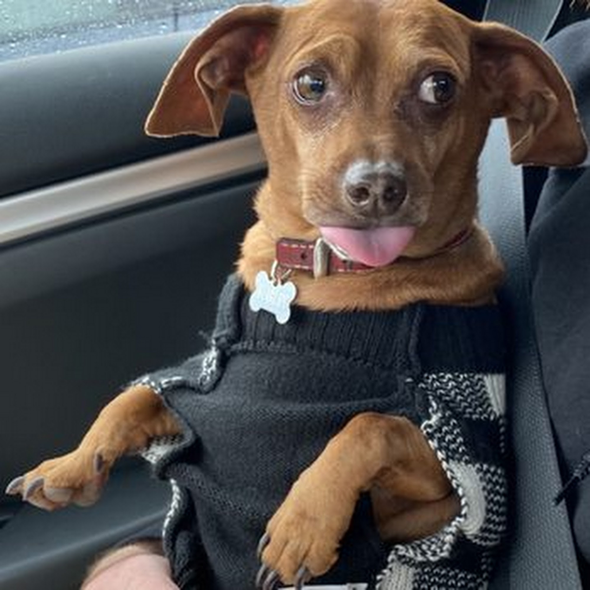 Pooch & Purr Grooming 8055 Elk Grove Florin Rd # D, Sacramento California 95829