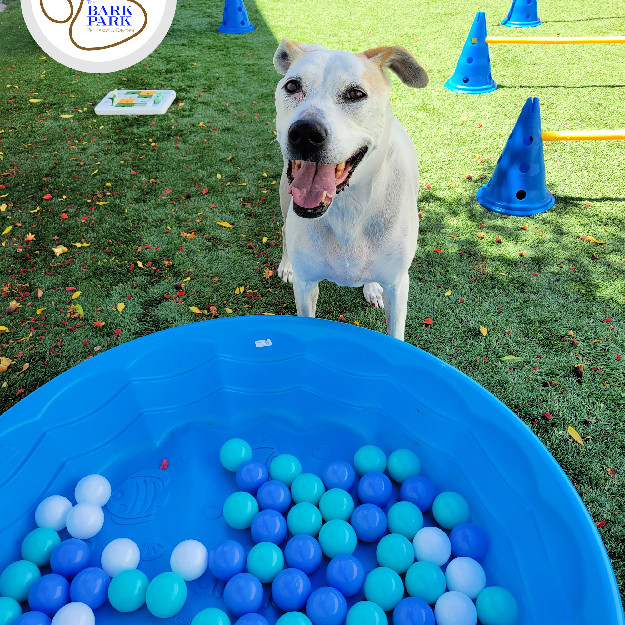 The Bark Park Pet Resort and Daycare Sacramento