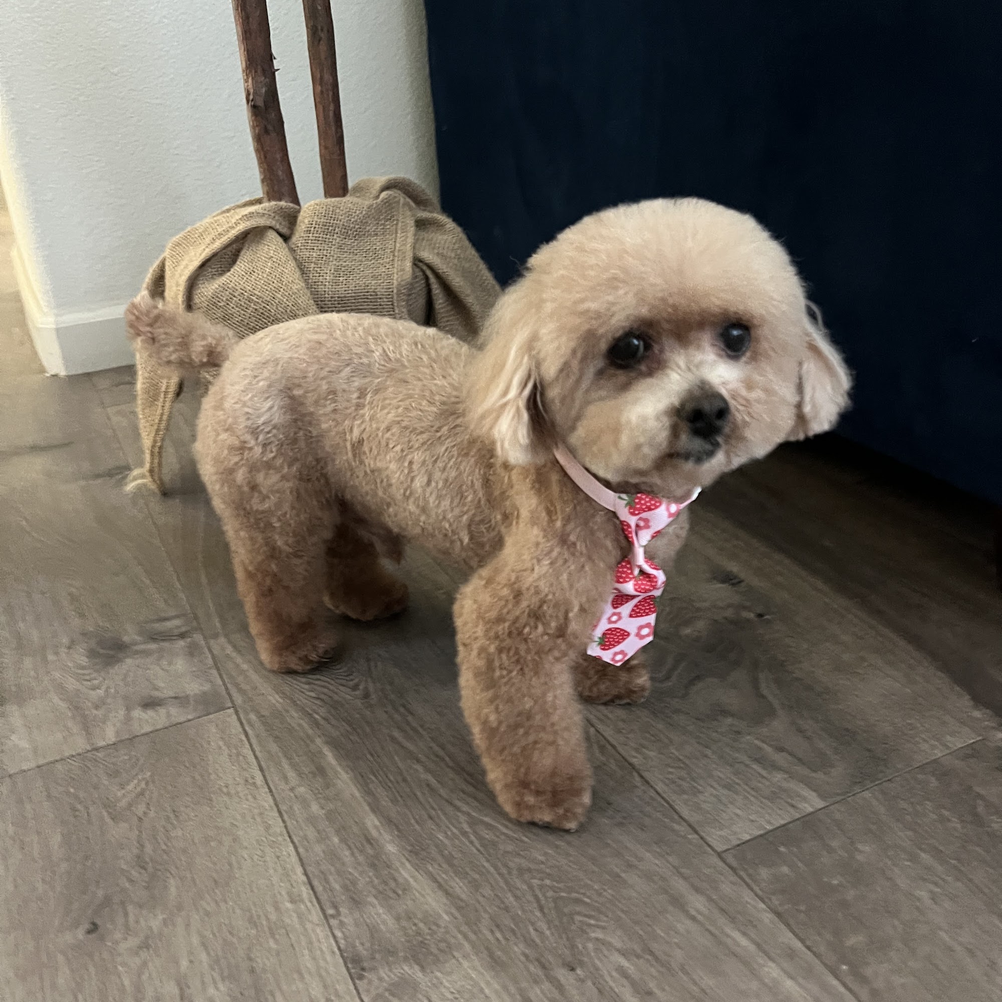 Woof Gang Bakery & Grooming Park Place 4680 Natomas Blvd Ste 150, Sacramento California 95835