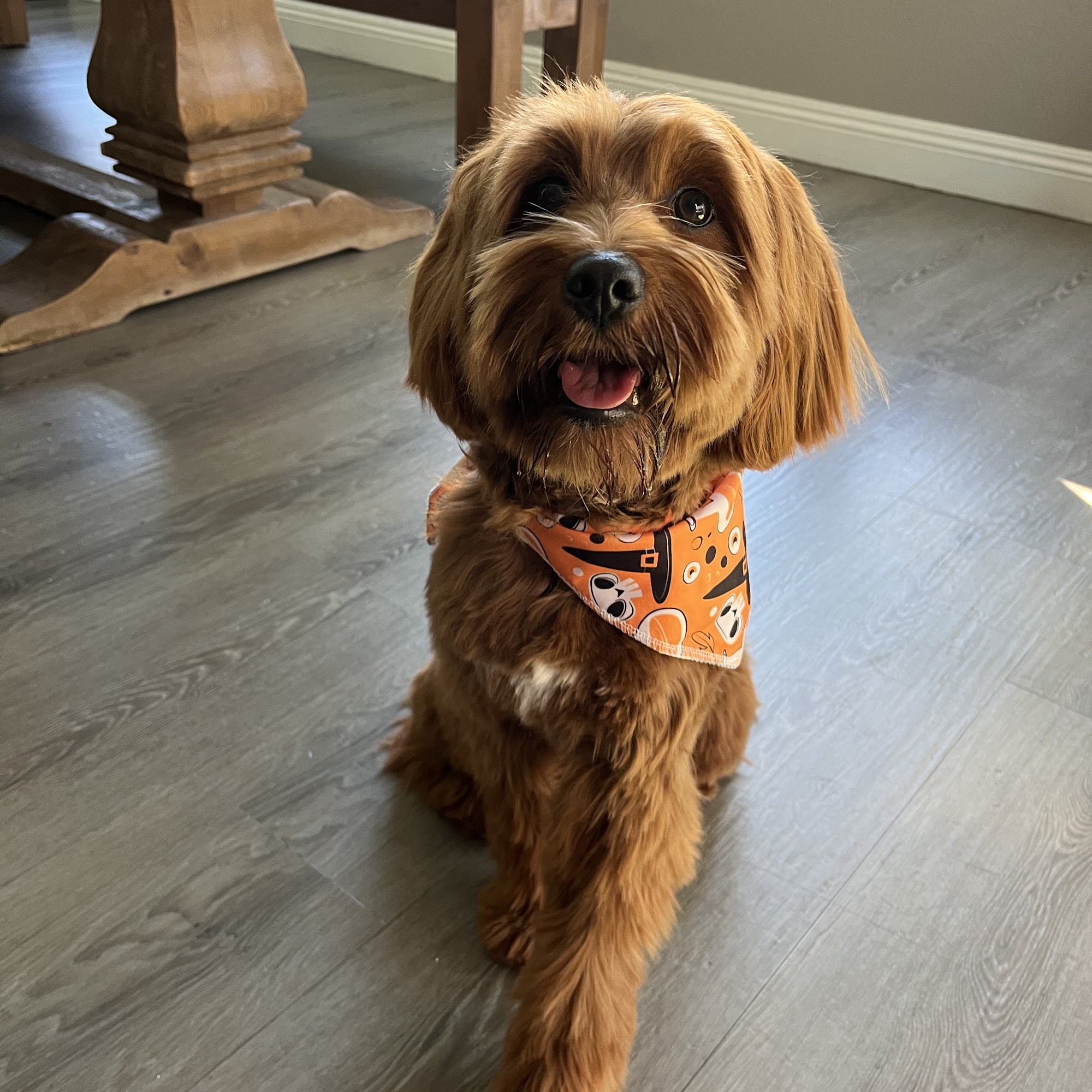 Woof Gang Bakery & Grooming Park Place
