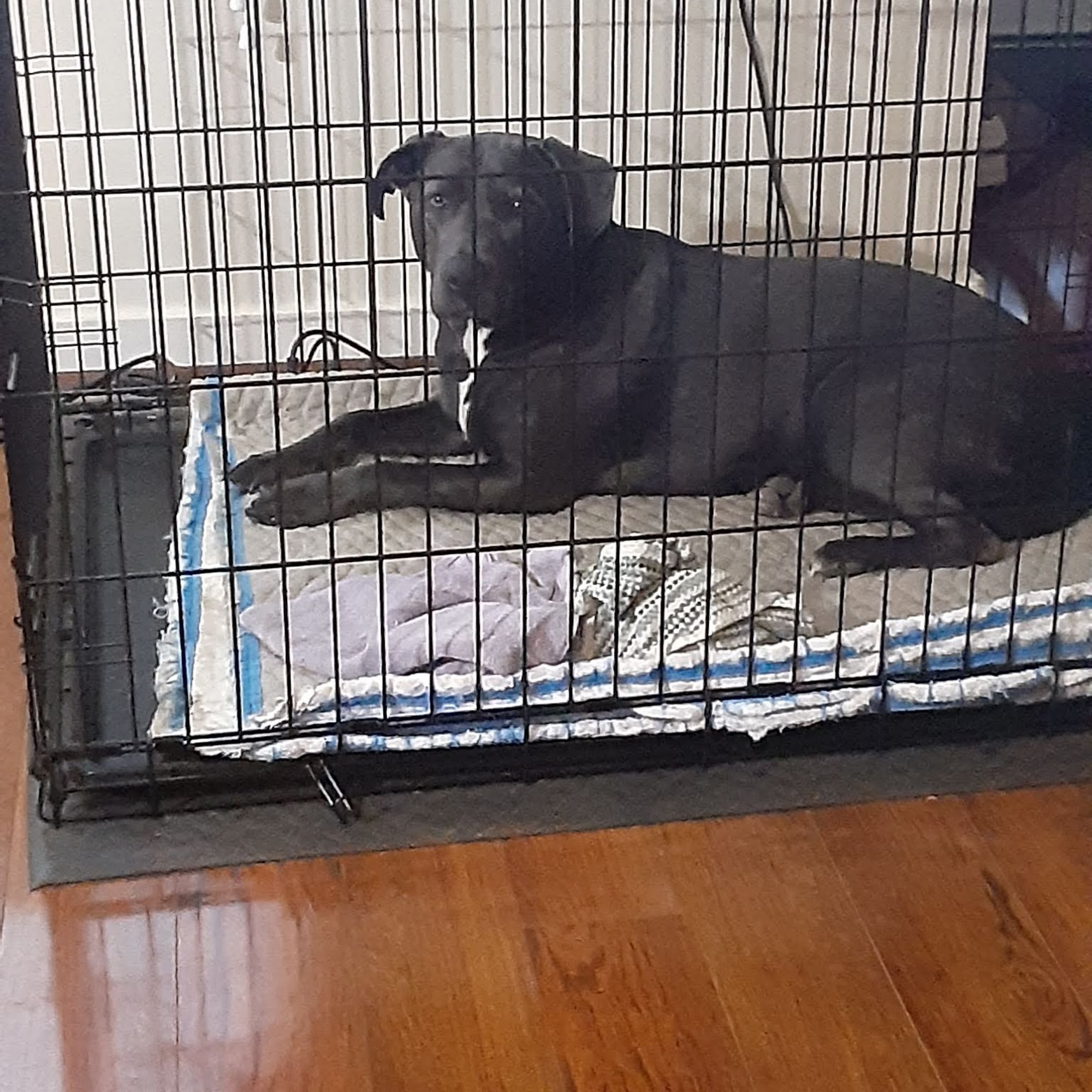 Upper Valley Animal Clinic Saint Helena