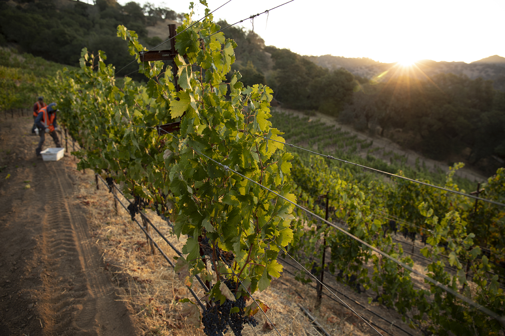 Amizetta Vineyards Menu