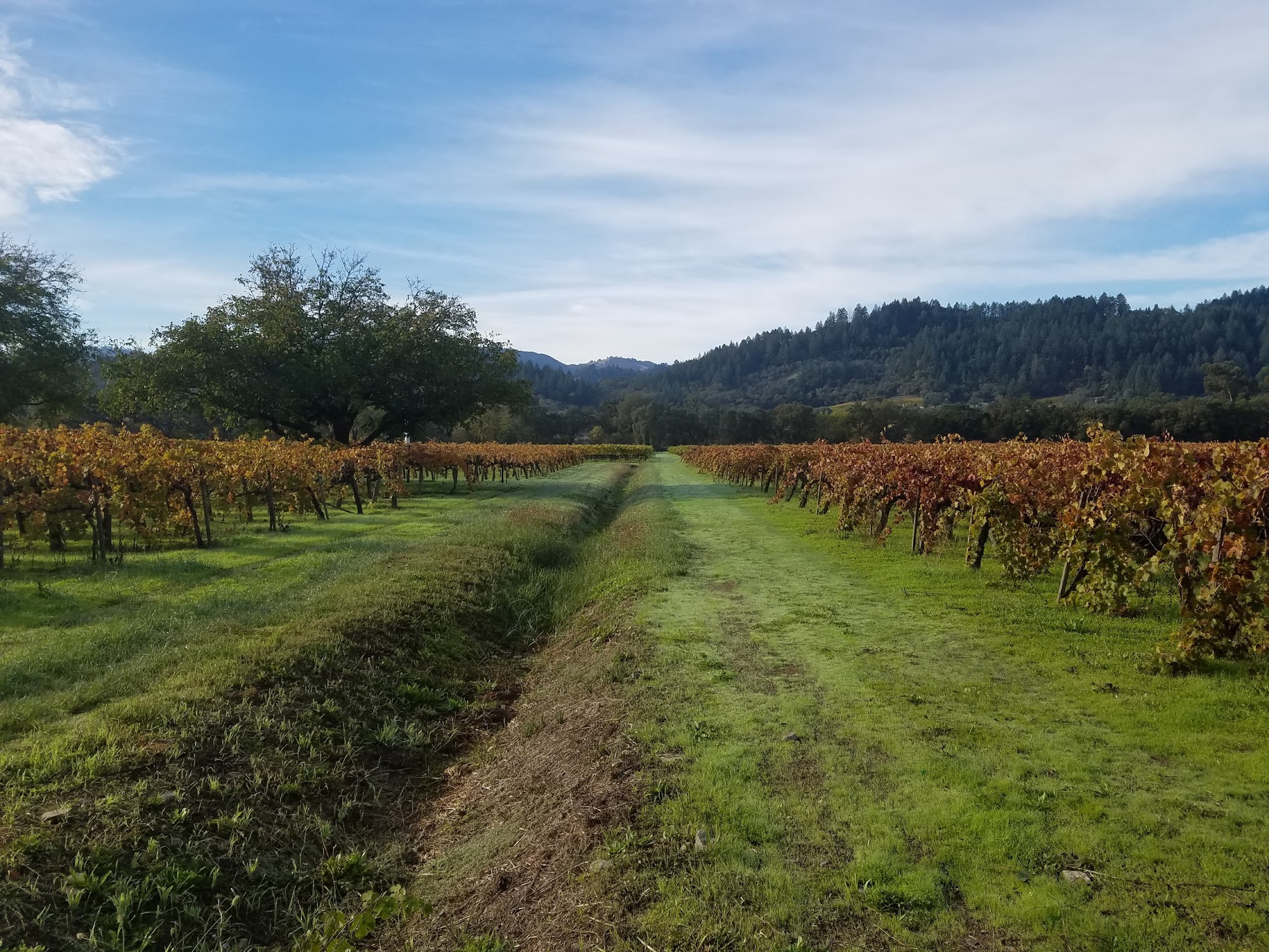 Titus Vineyards Saint Helena