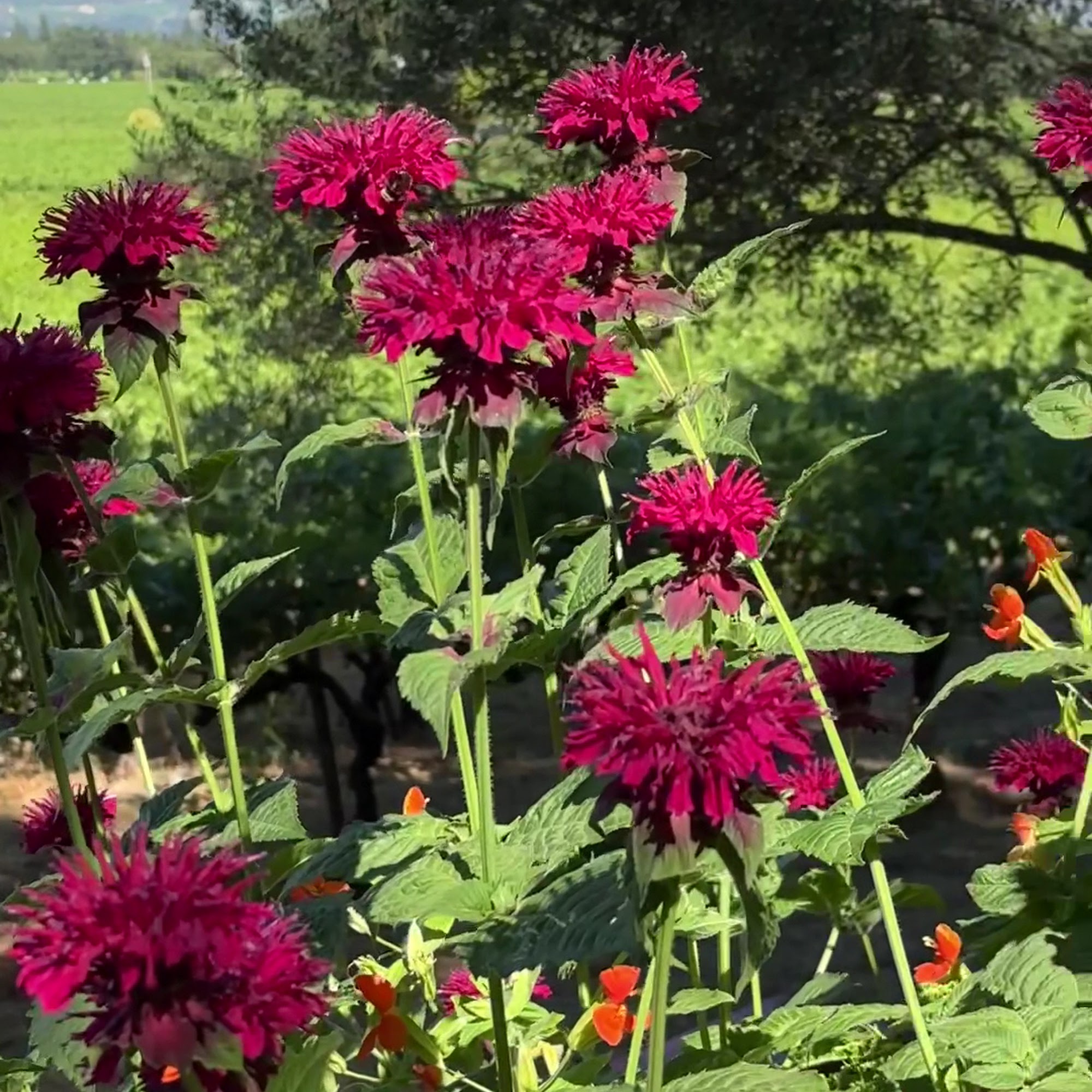 Tres Sabores Saint Helena