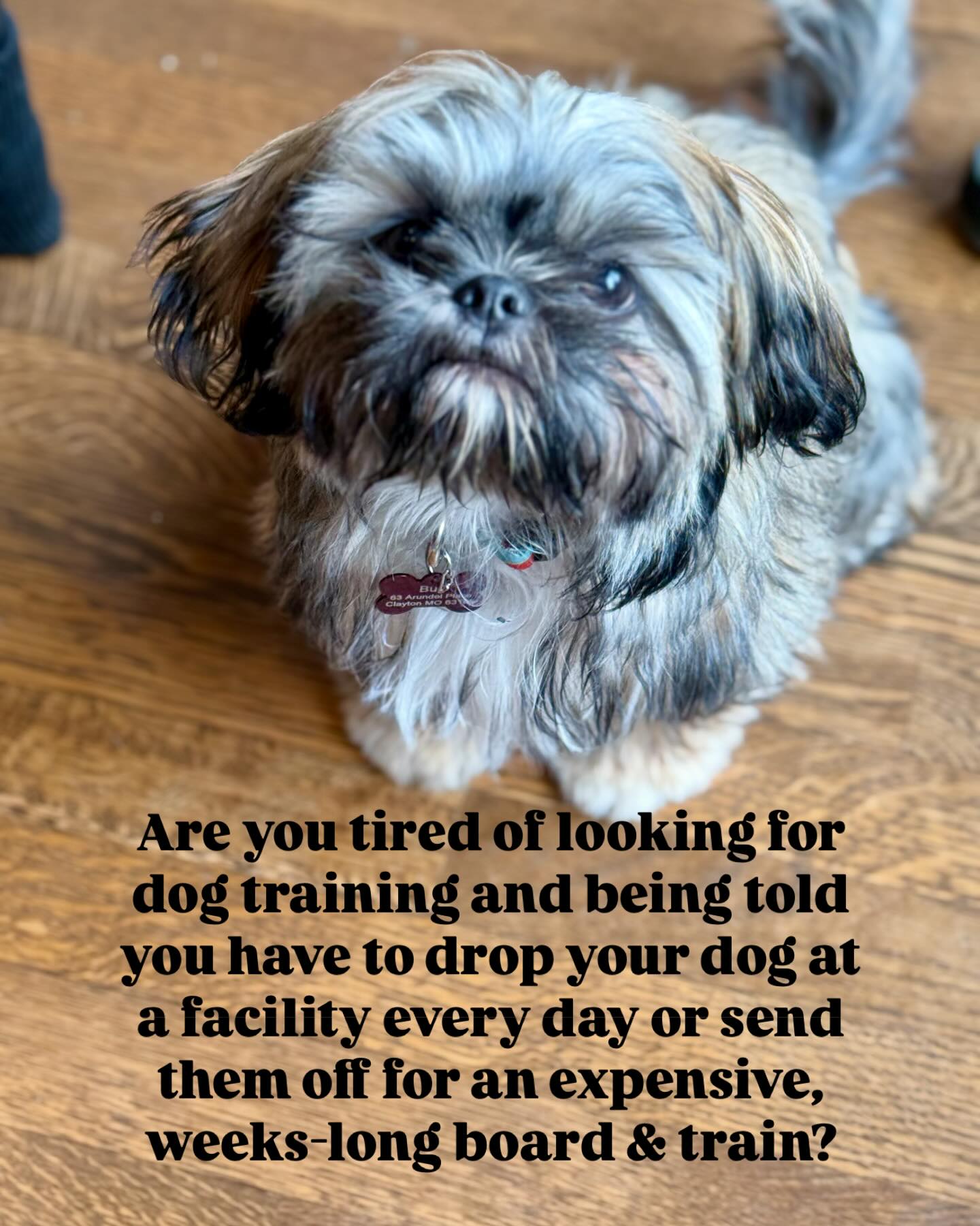 Good Dog Dog Training Salida