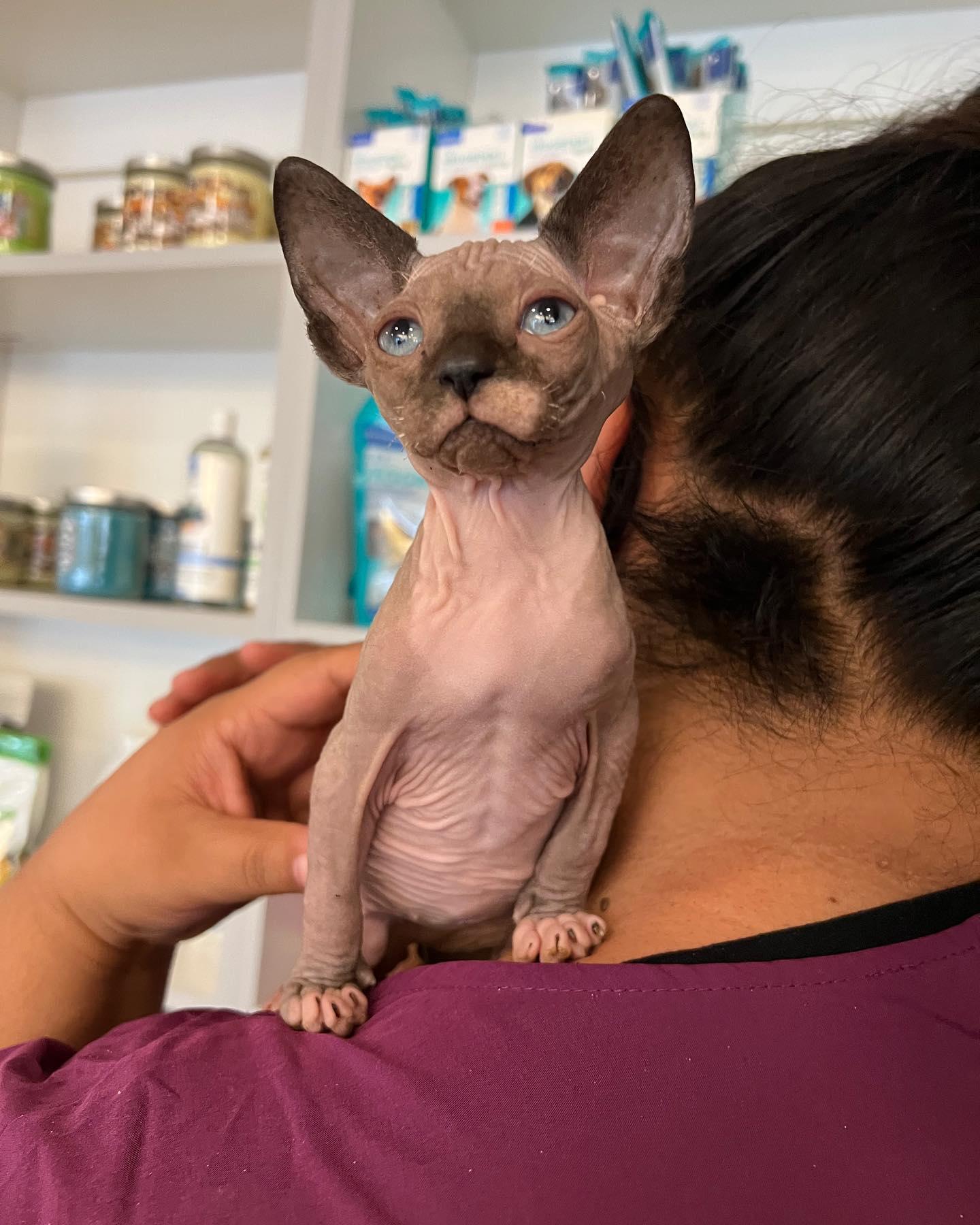 VCA All Pets Animal Hospital Salinas Salinas