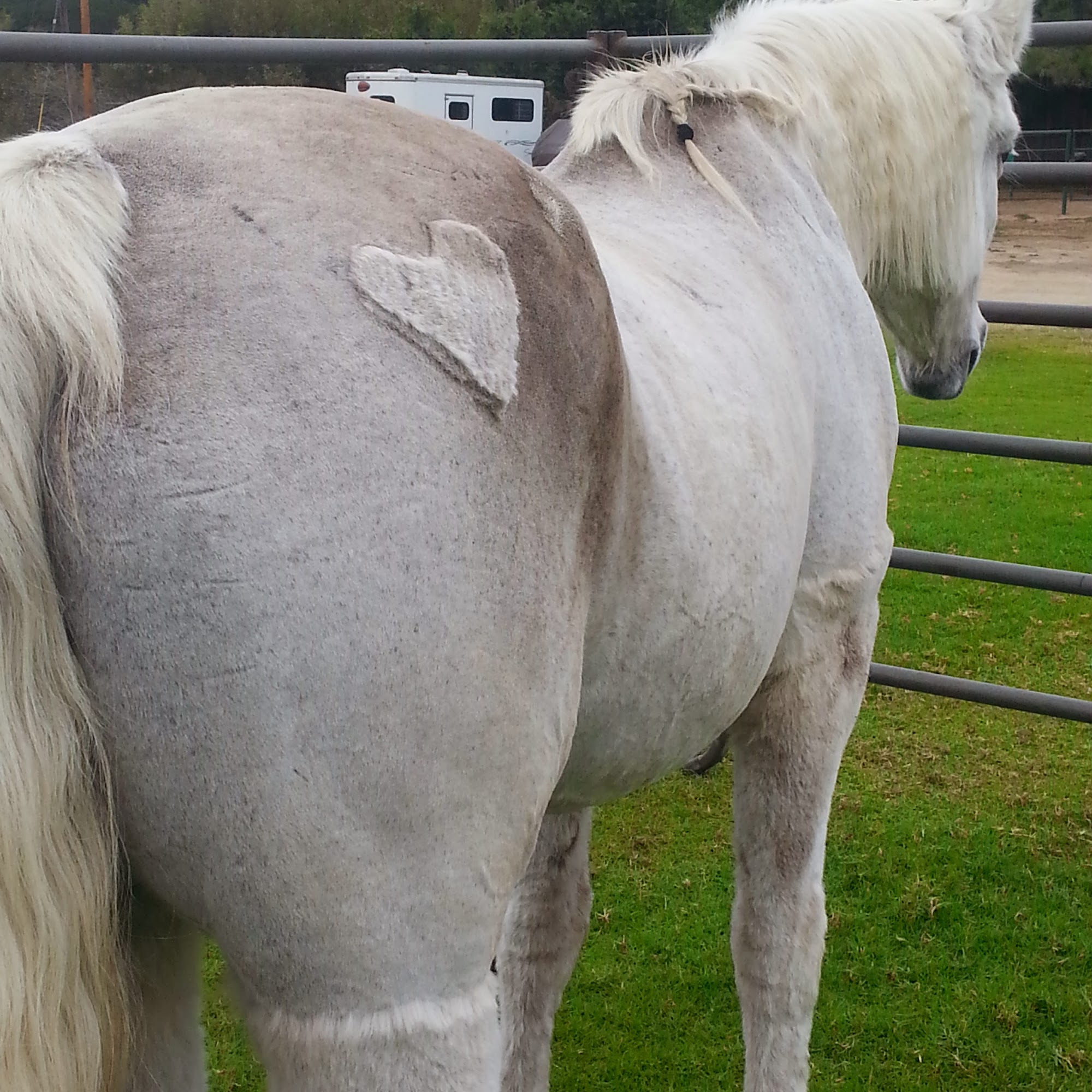 Steinbeck Peninsula Equine Clinics Salinas