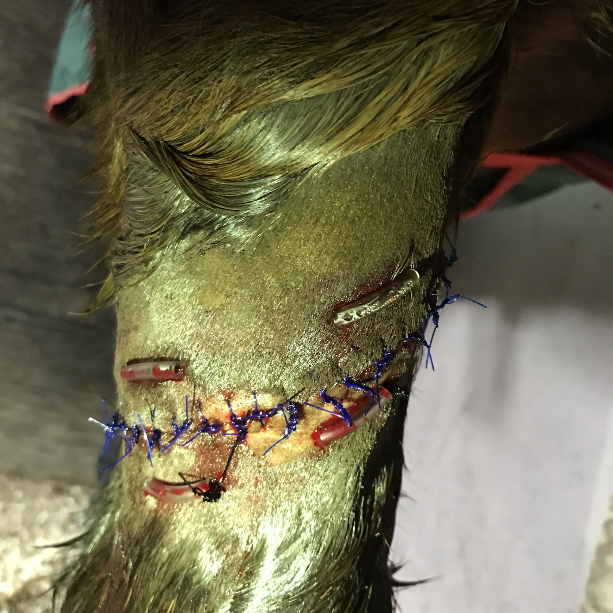 Monterey County Equine Inc Salinas