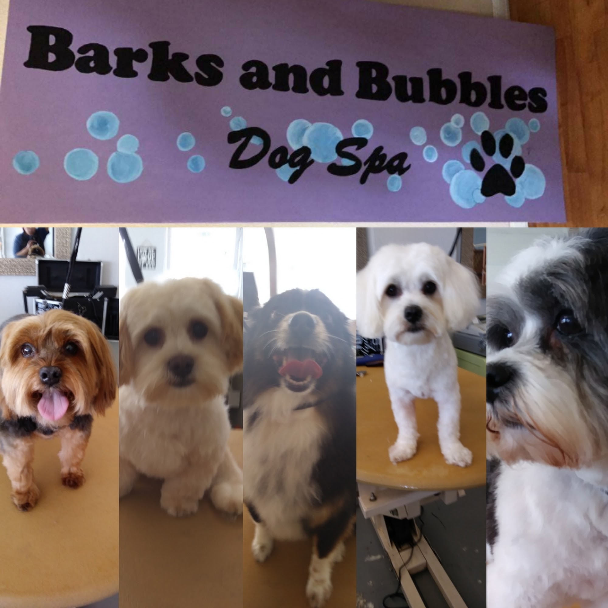 Barks and Bubbles pet salon Salinas