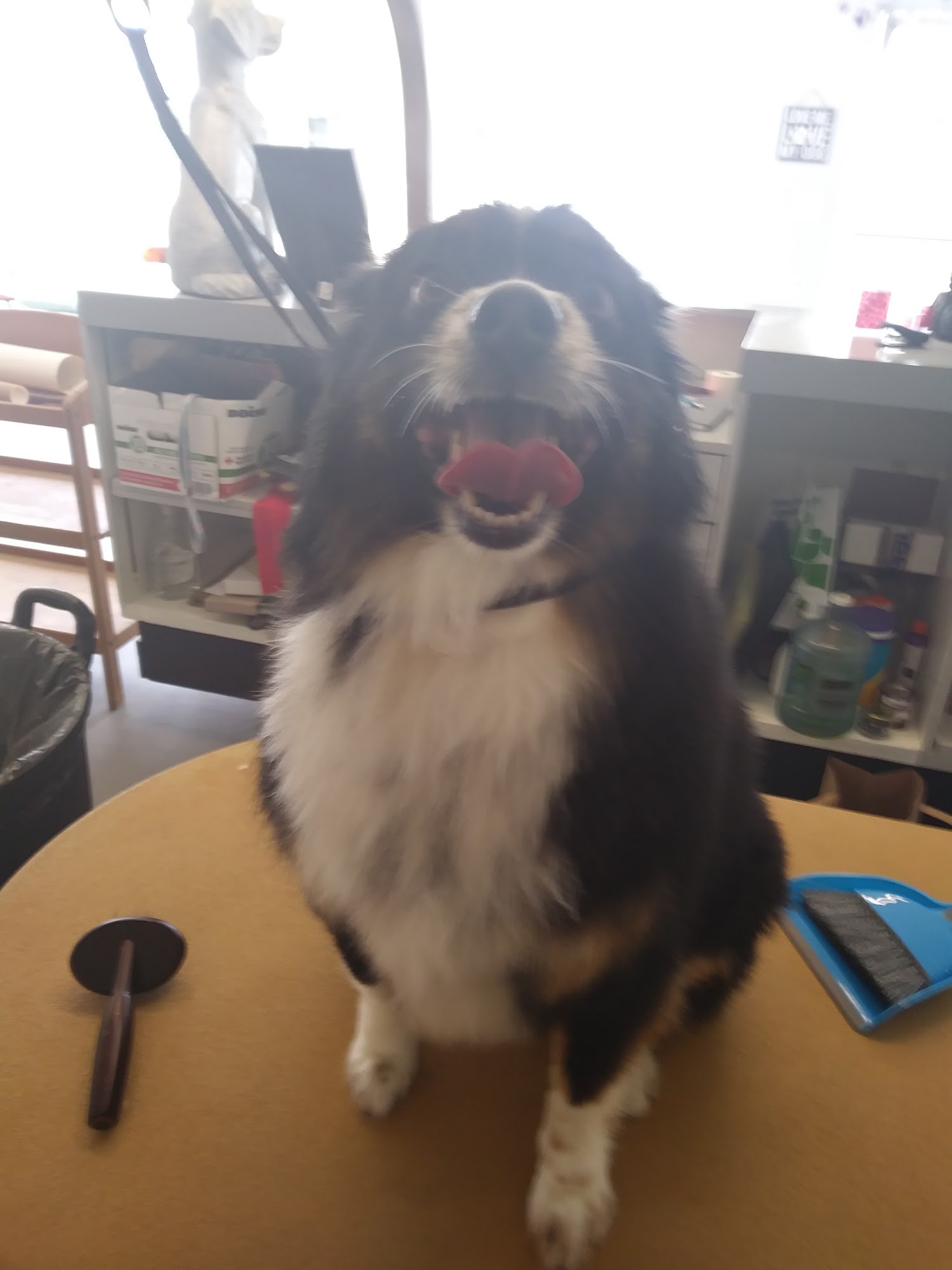 Barks and Bubbles pet salon Salinas