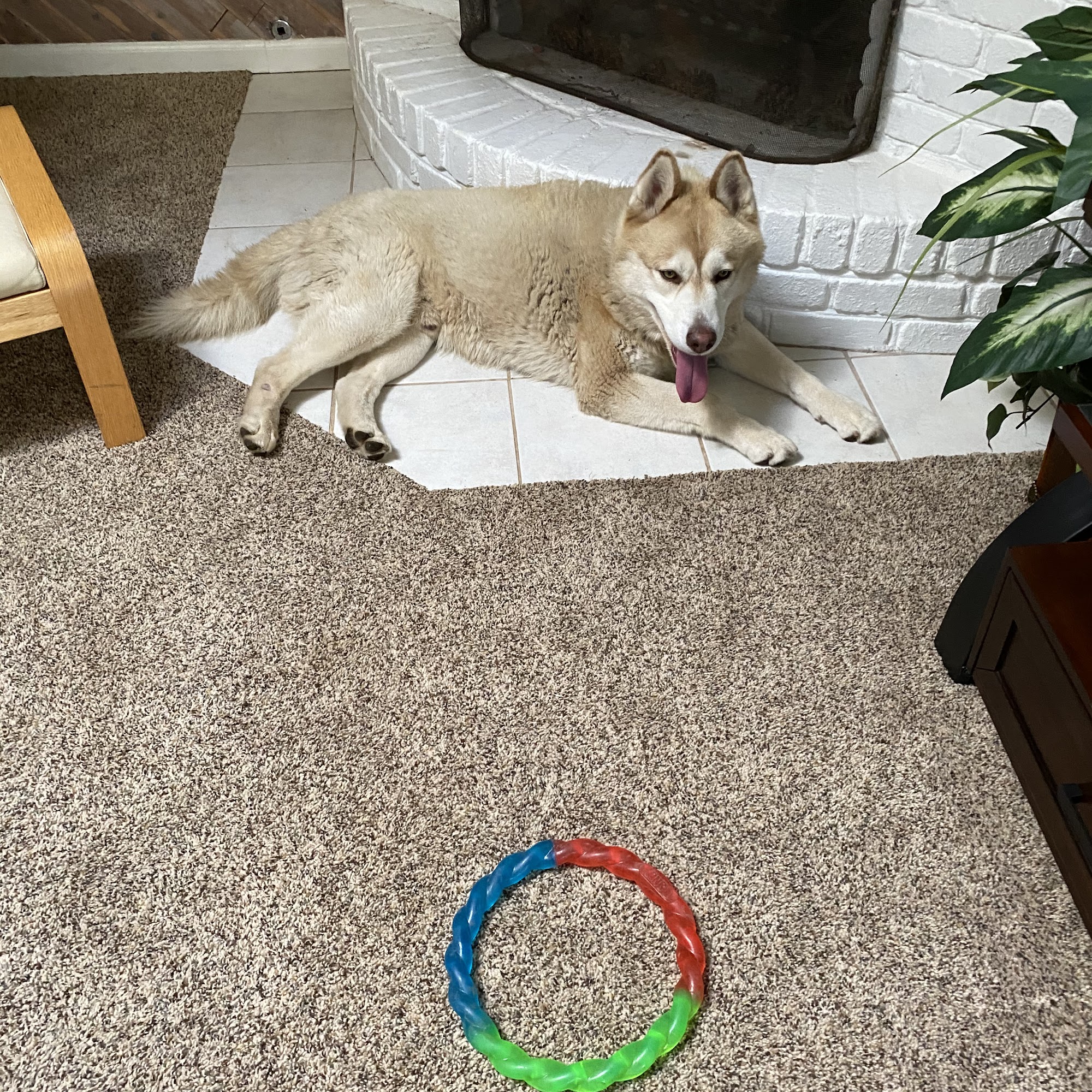 Hitchcock Road Animal Services Salinas