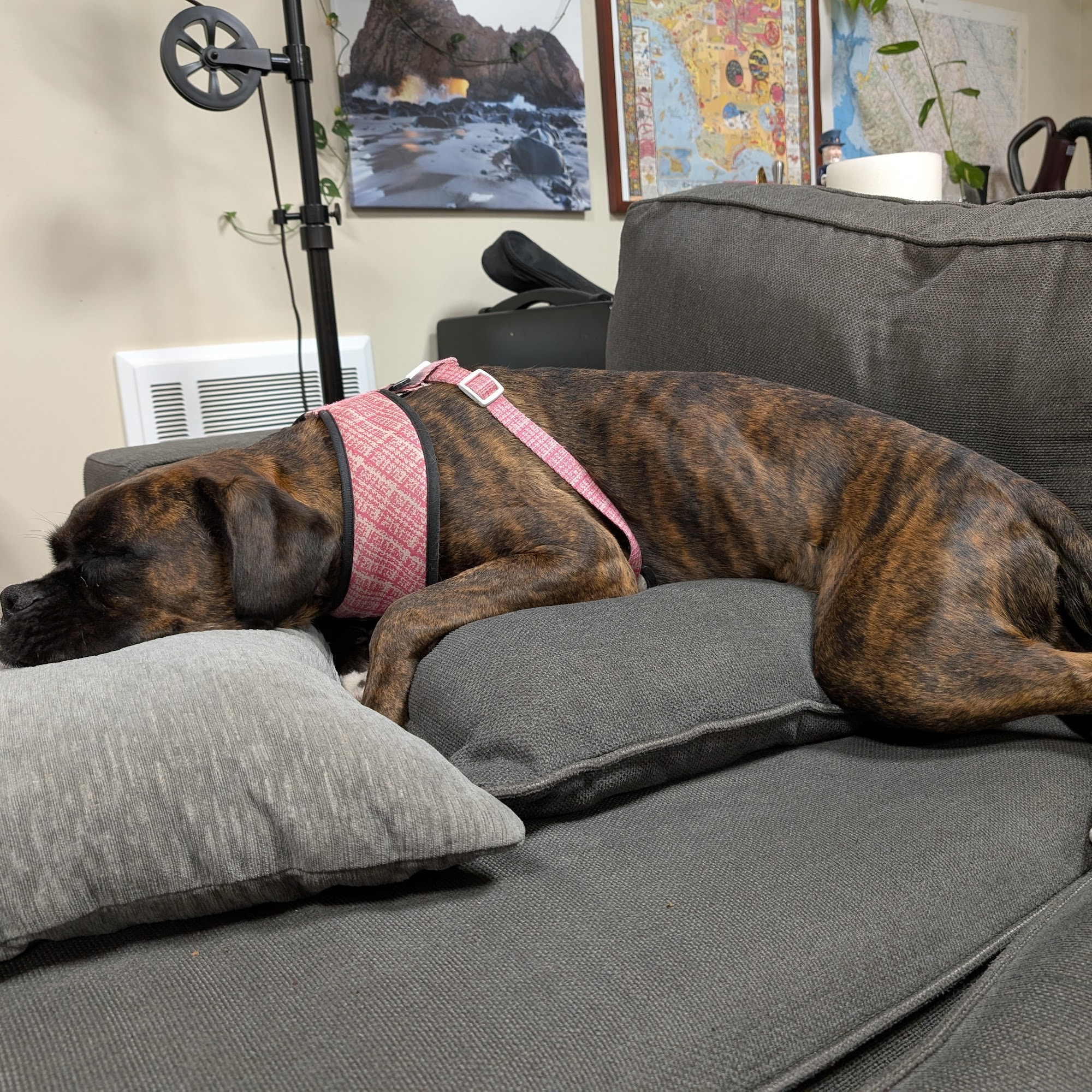 From the Heart Animal Behavior Salinas