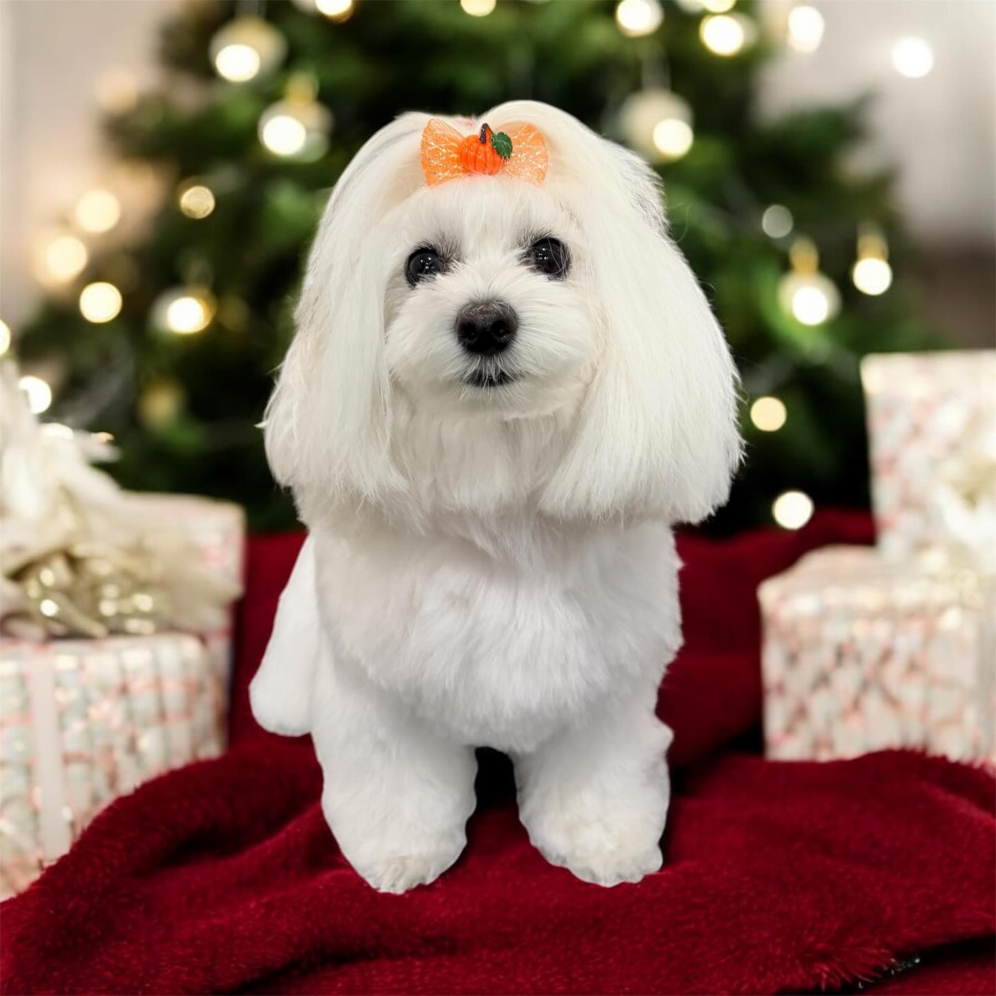 Central Barks Salinas