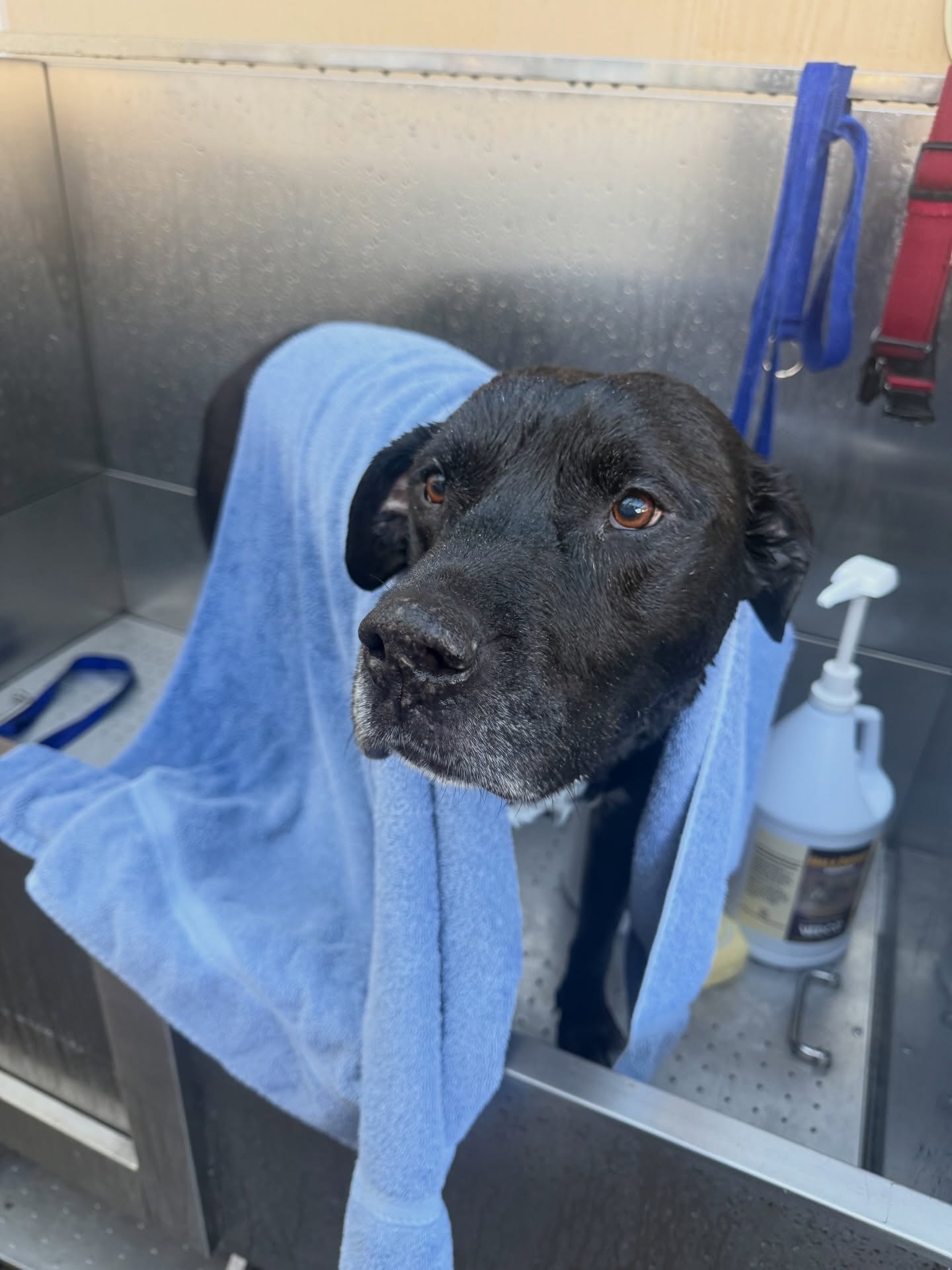 Snipville Pet Care Salinas