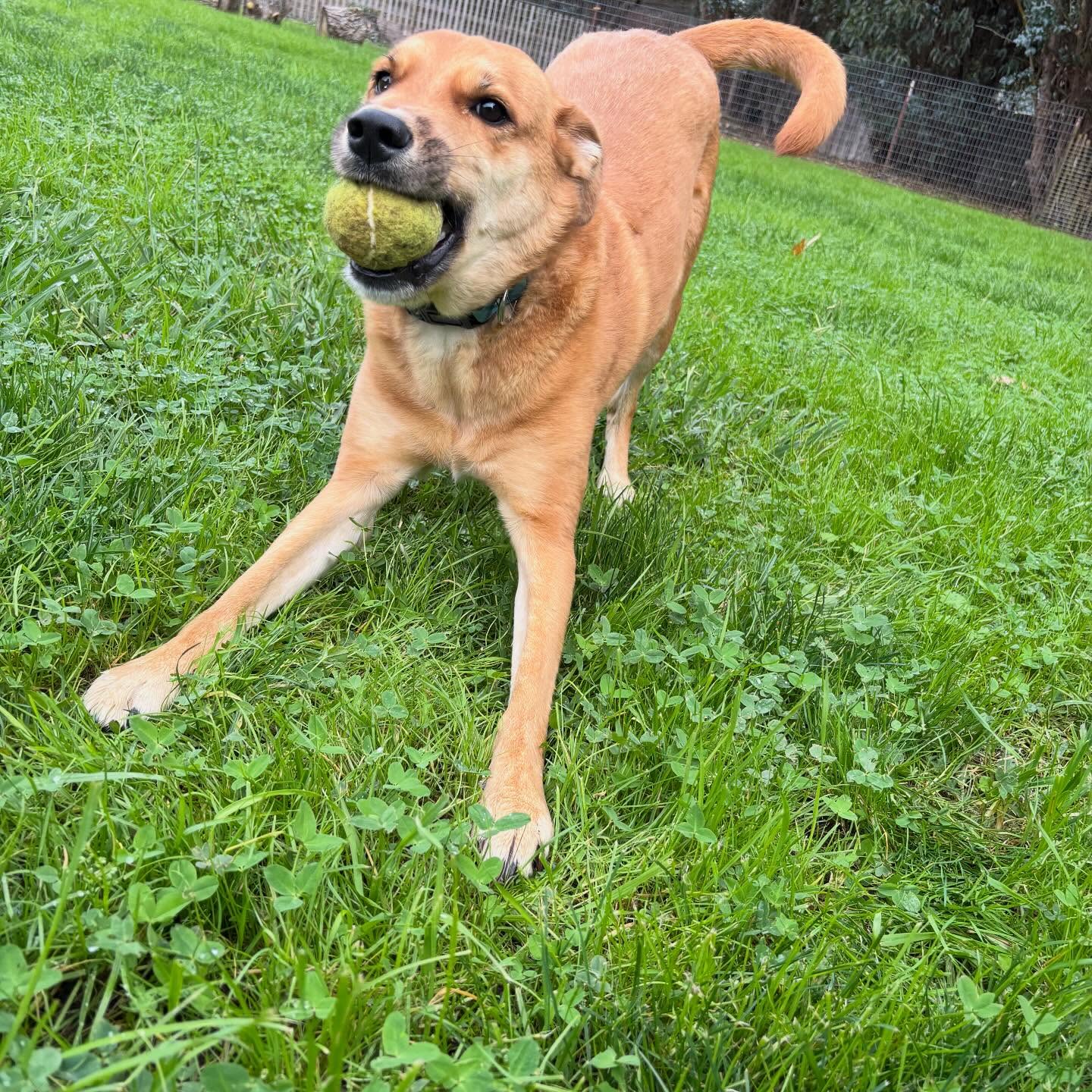 Snipville Pet Care Salinas