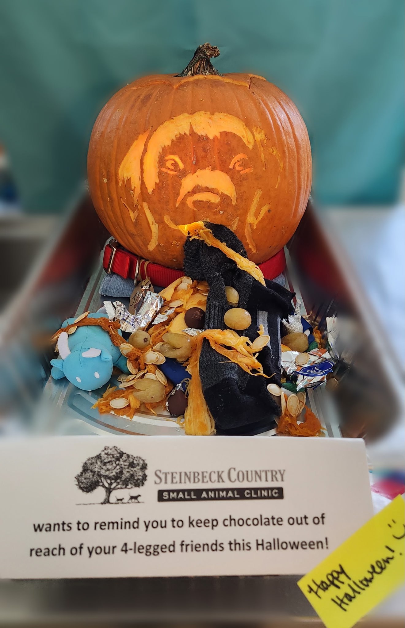 Steinbeck Country Small Animal Clinic Salinas