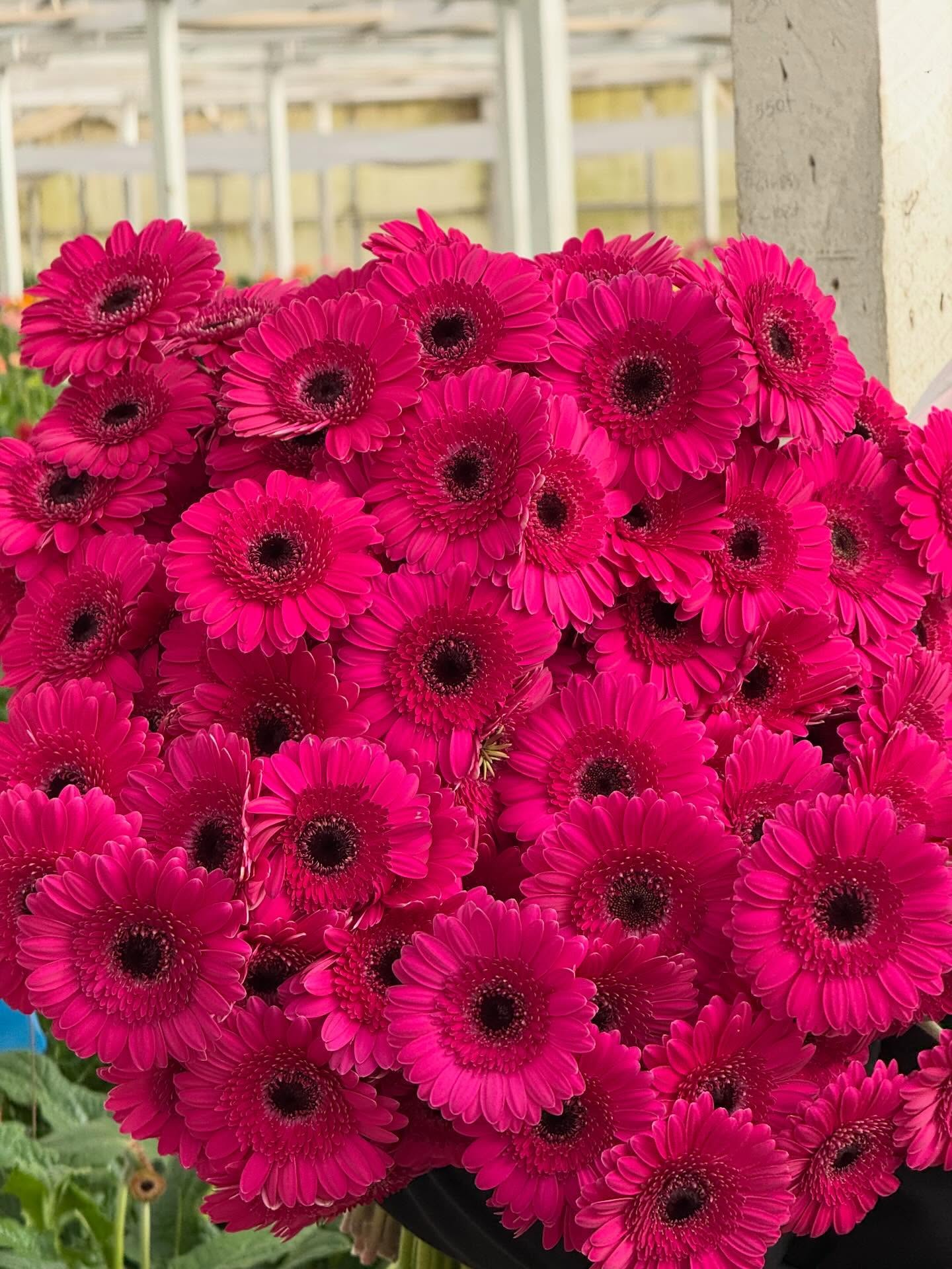 Green valley floral Salinas