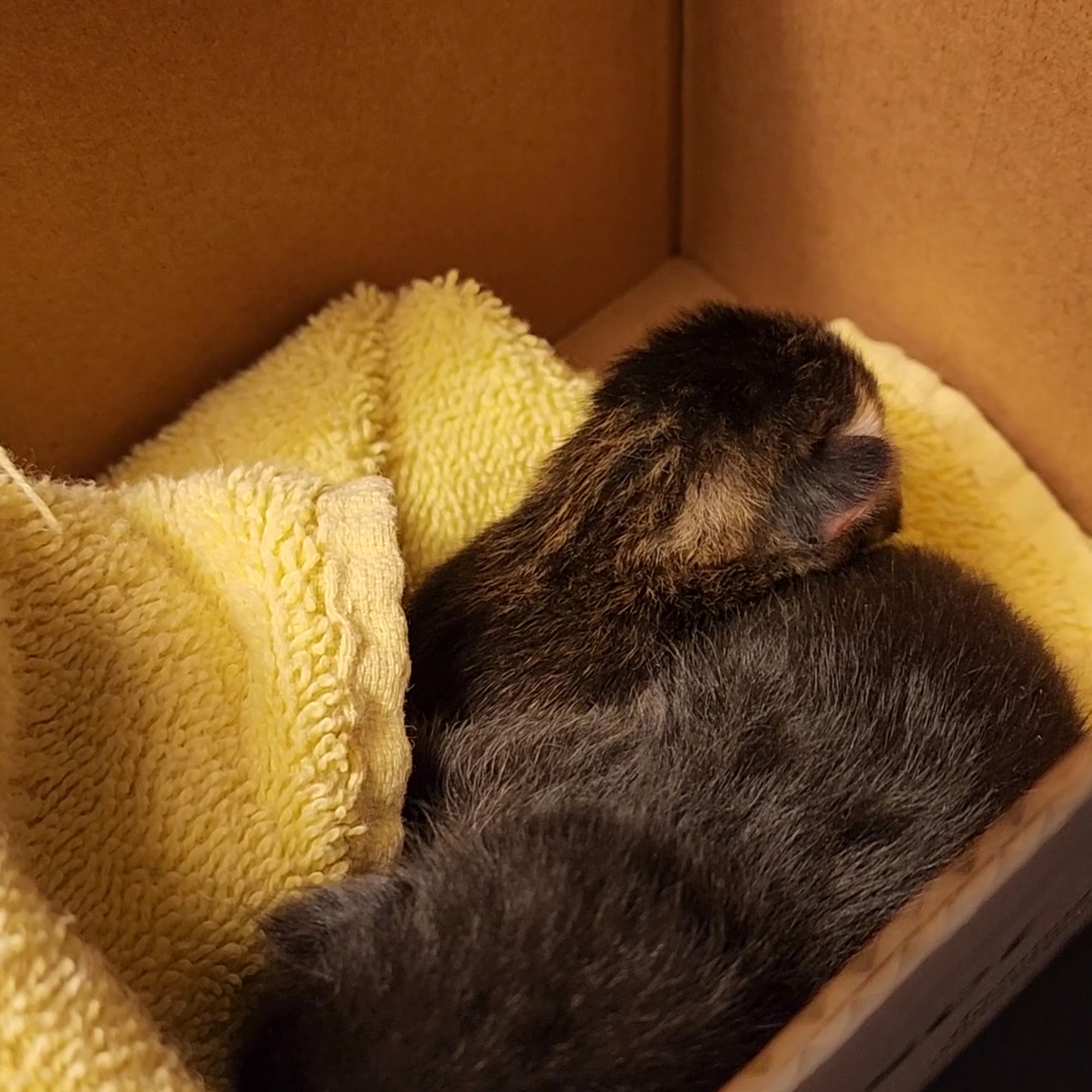 Calaveras Veterinary Clinic San Andreas