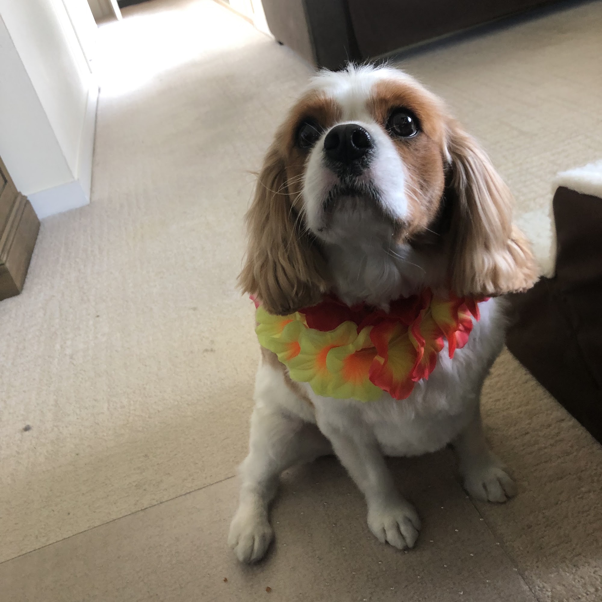 Pride & Groom San Anselmo