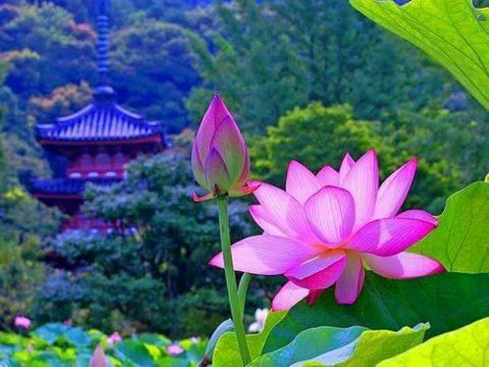 New Life Wellness Massage