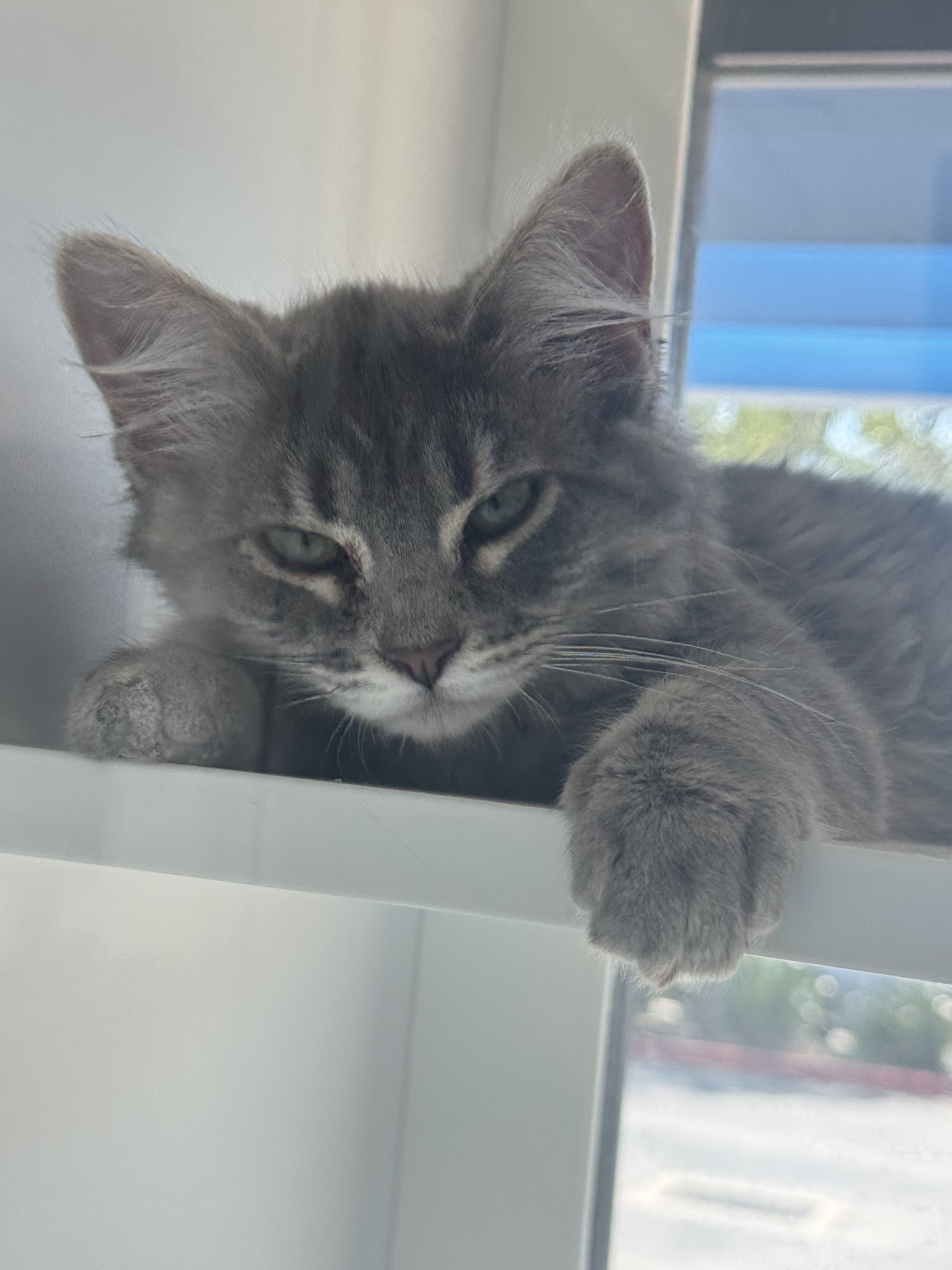 Marin Humane - Kitty Corner San Anselmo