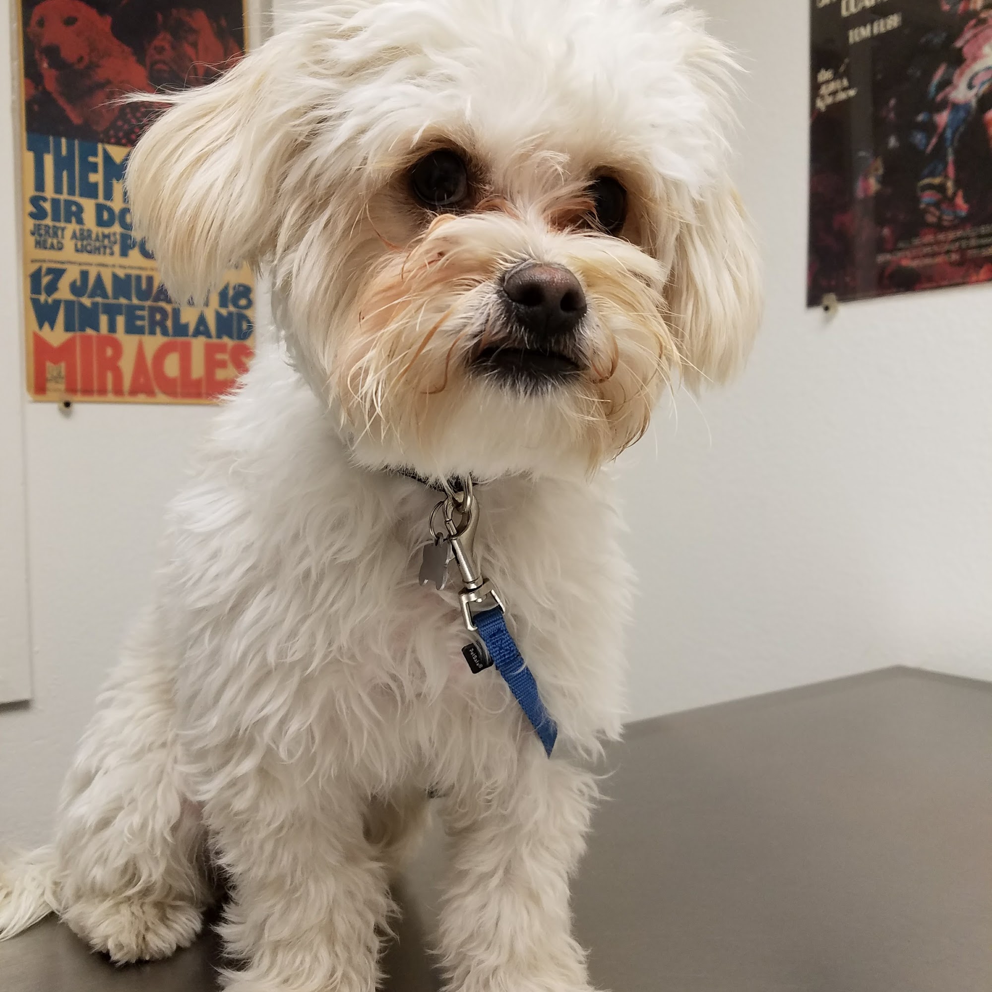 Masson Veterinary Hospital San Bruno