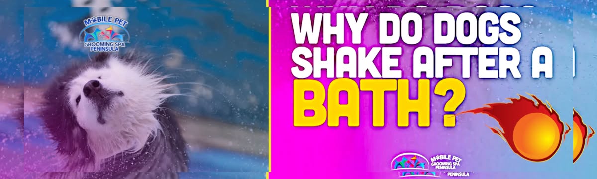 Mobile Pet Grooming SPA Peninsula San Bruno