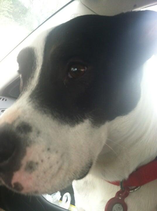 Camp Bow Wow San Clemente