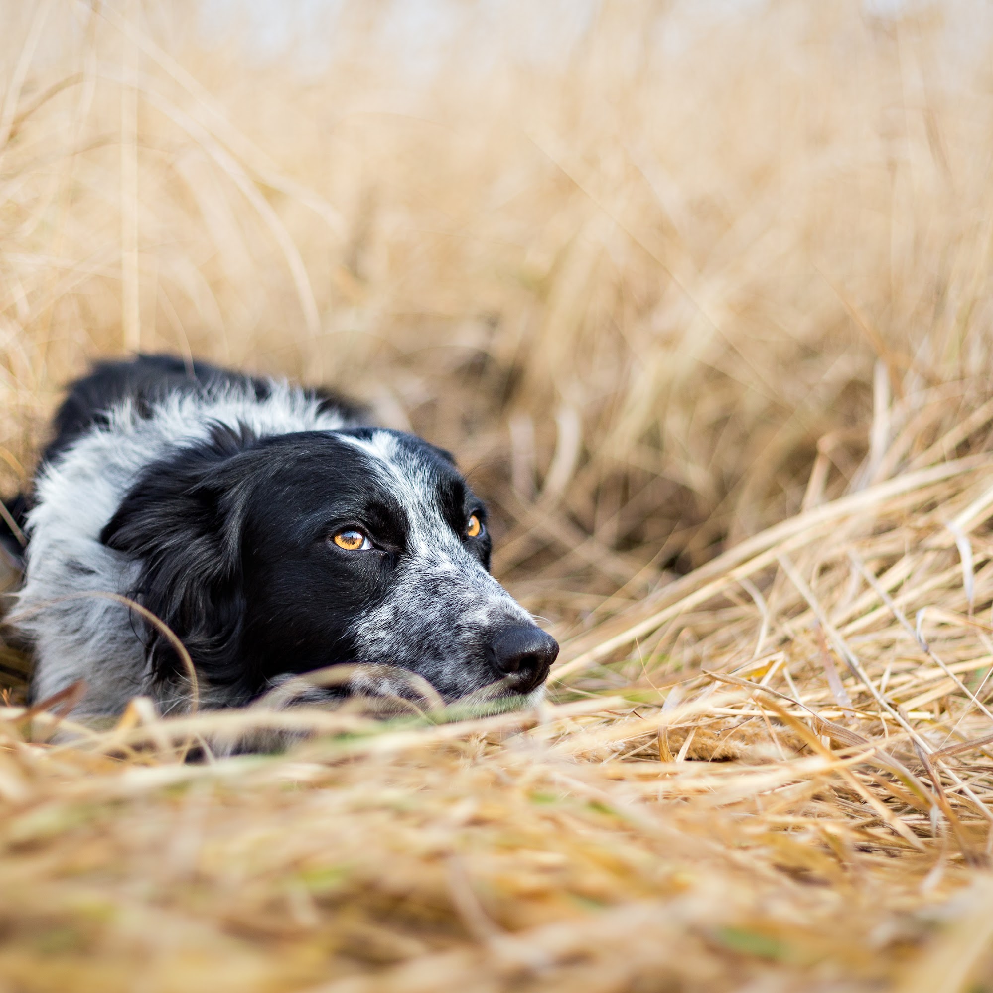 Pacific Coast Veterinary Hospital San Clemente