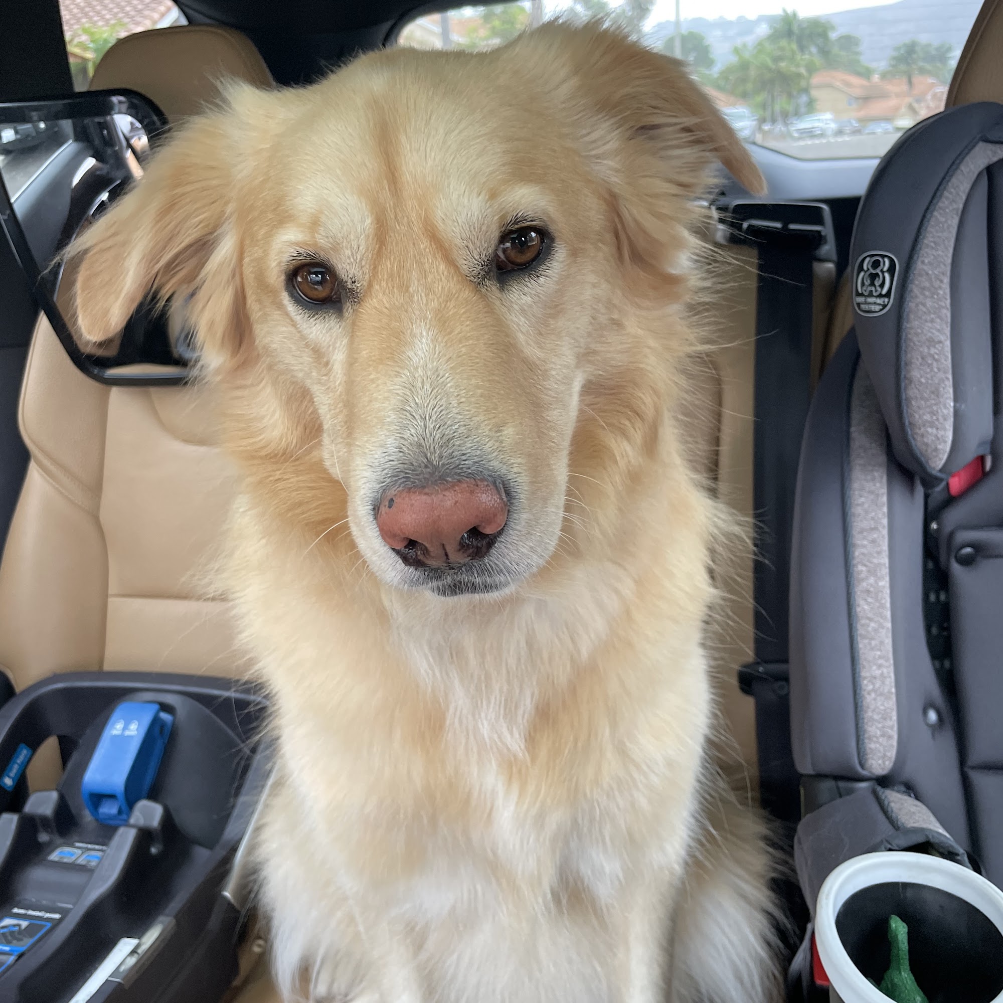 Bow Wow Beautiful Pet Spa San Clemente