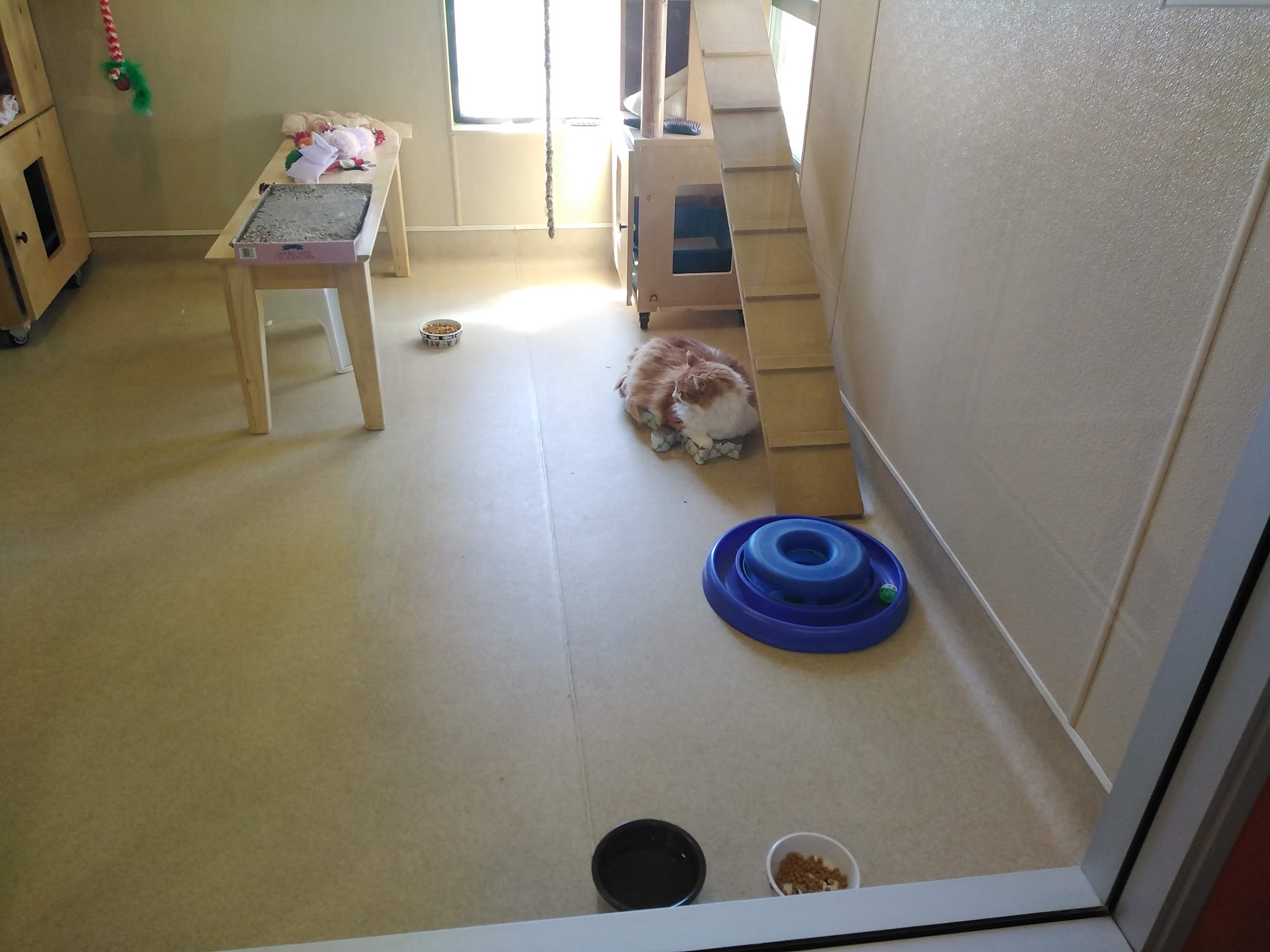 Pet Project Foundation San Clemente