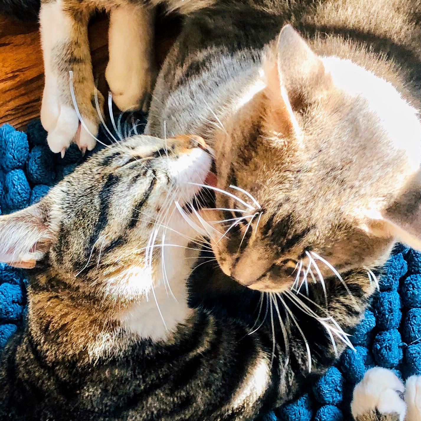 Mobile Pet Grooming San Clemente