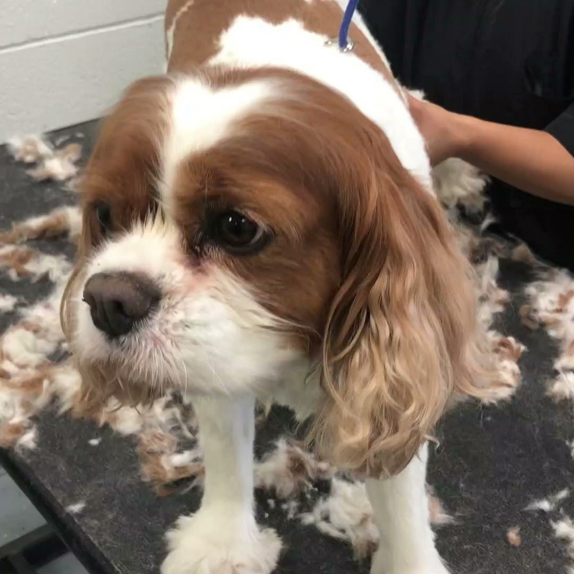 Sydnee's Pet Grooming - San Clemente San Clemente