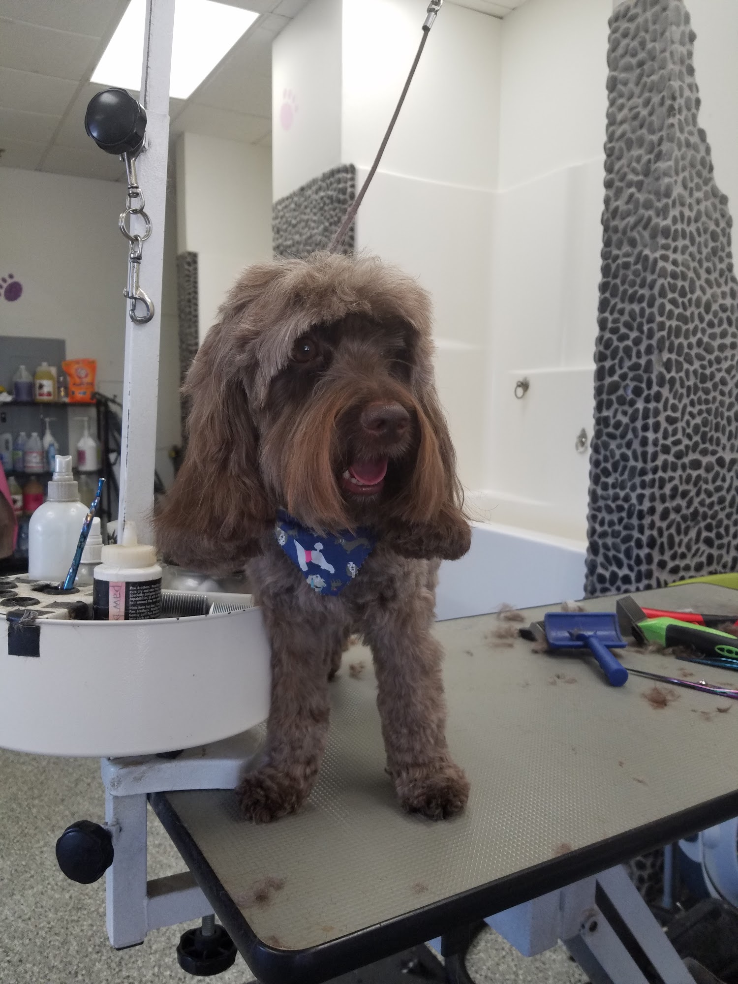 OC Grooming & Pet Spa San Clemente