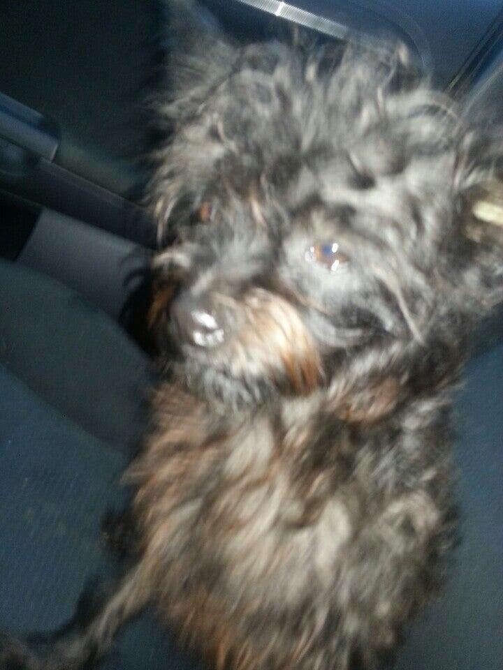 South Bark Dog Wash and Retail Store San Diego