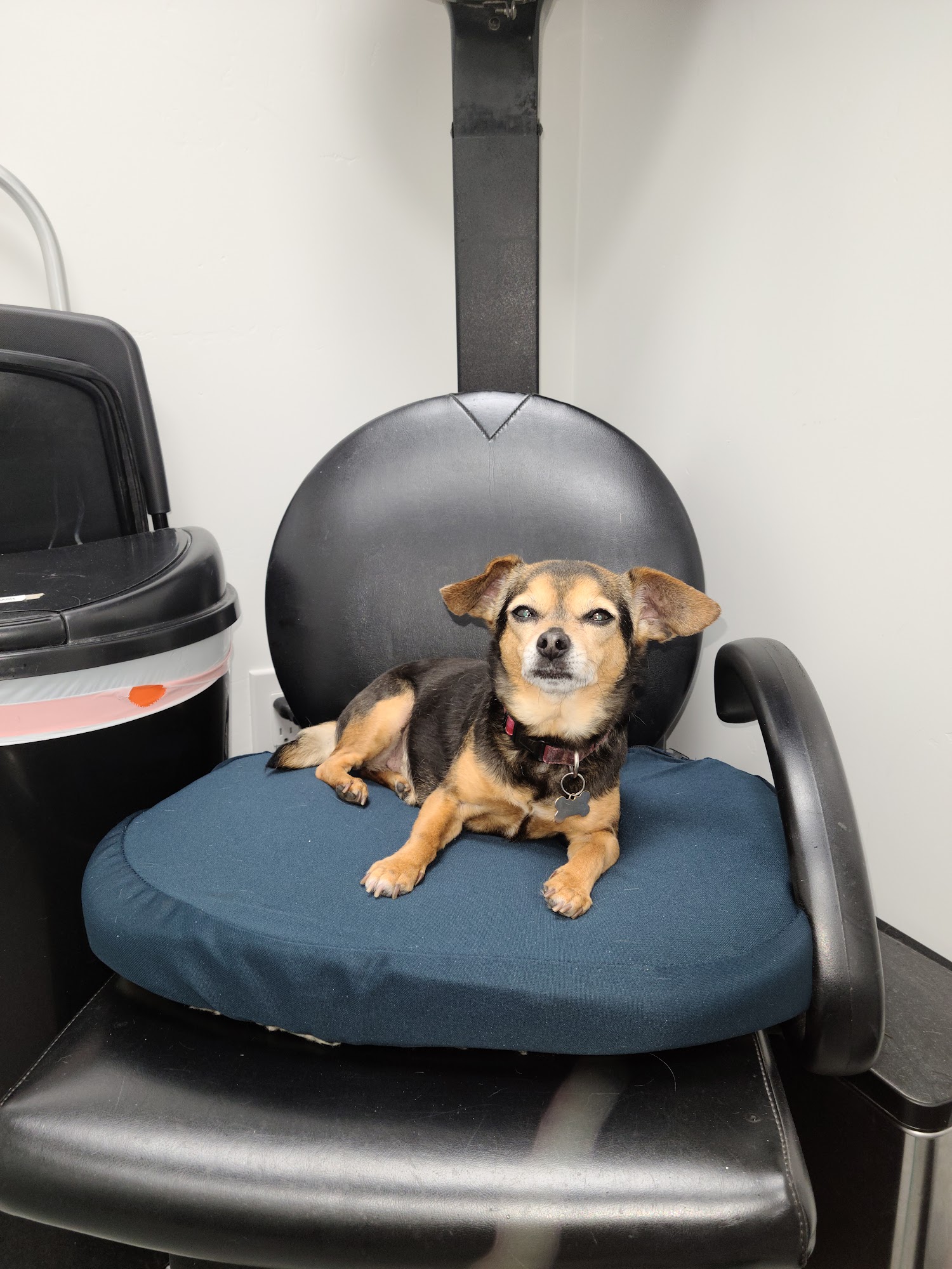 Mission Valley Pet Clinic San Diego