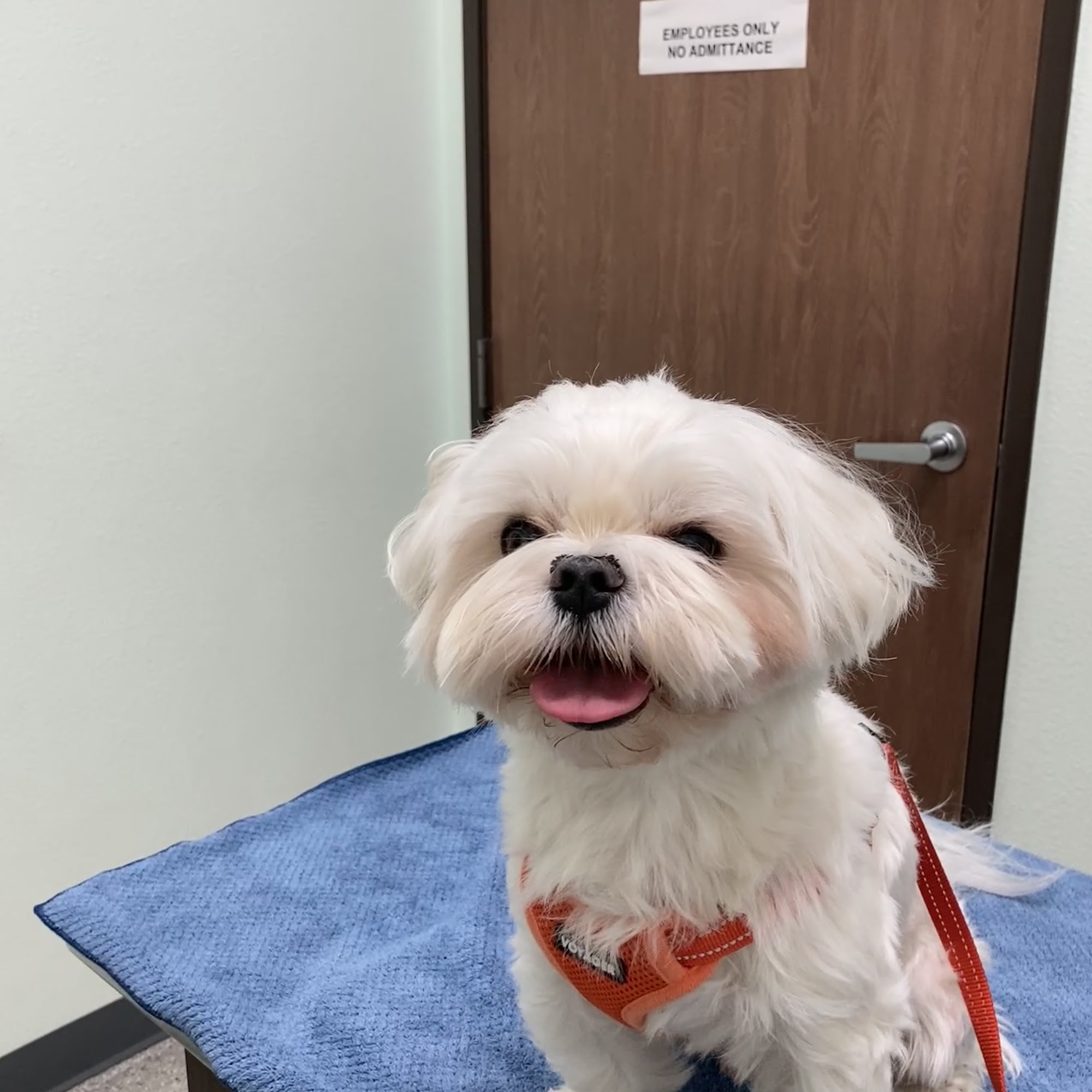 American Animal Hospital San Diego